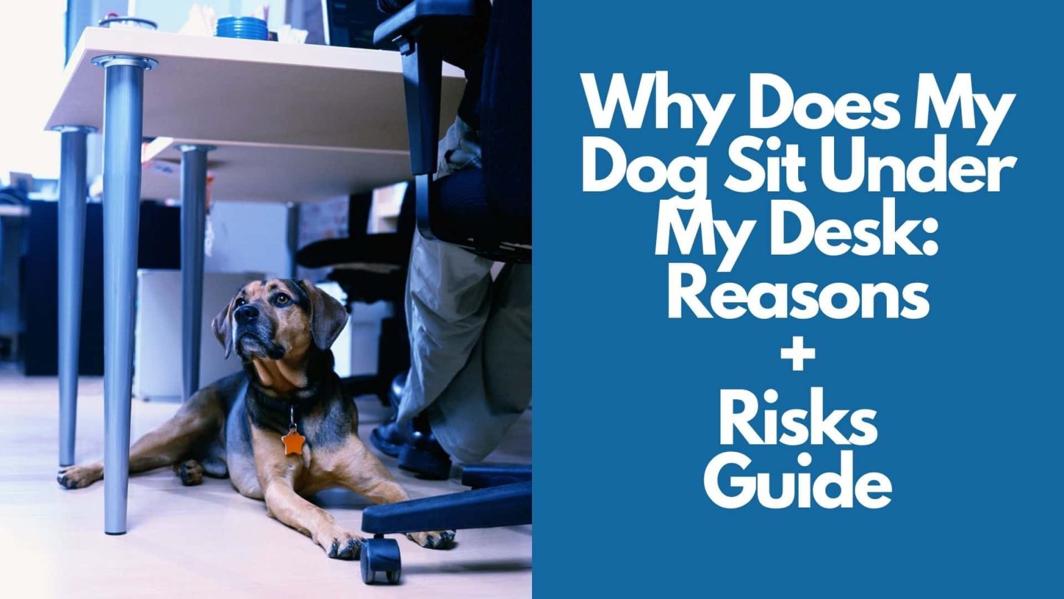 Why Does My Dog Sit Under My Desk: Reasons + Risks Guide