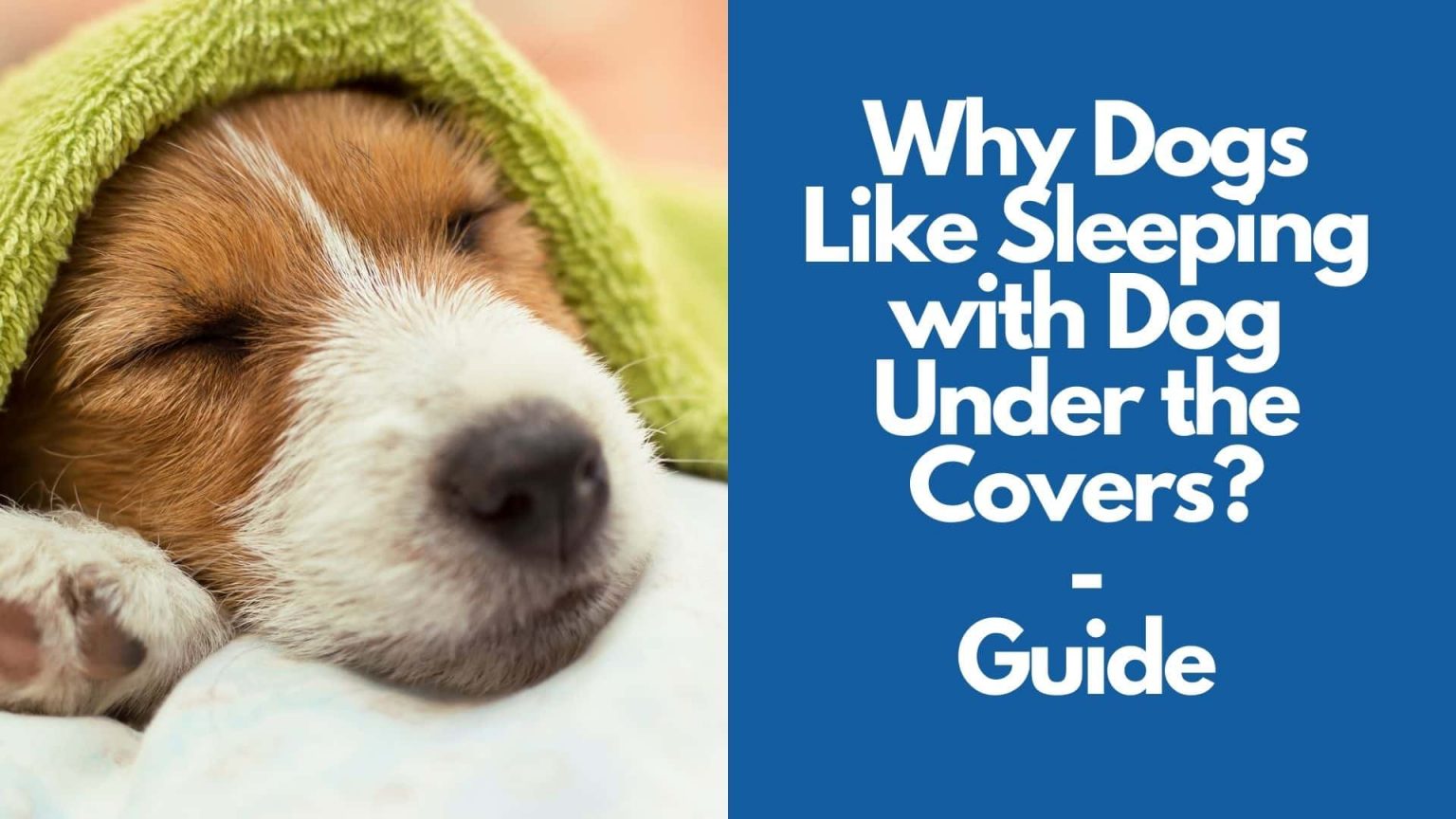 Why Dogs Like Sleeping with Under the Covers? Guide 2022