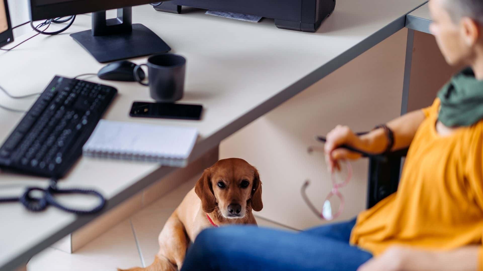 Why Is My Dog Under Desk | Guide