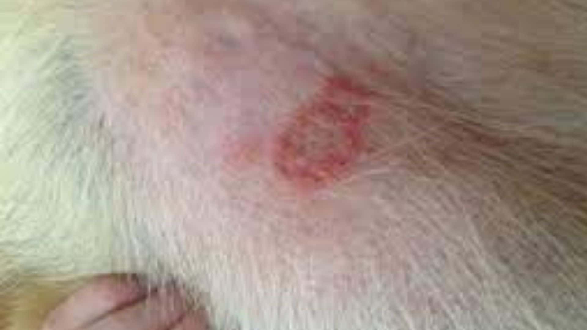 Why Does Dogs Gets Skin Rash on Under Legs? | Guide to Cure