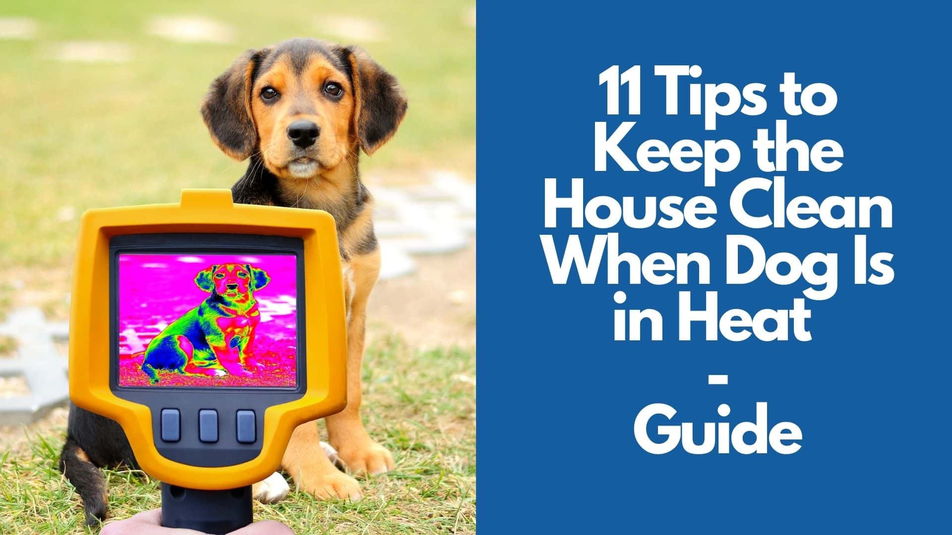11 Tips to Keep the House Clean When Dog Is in Heat Guide (2)