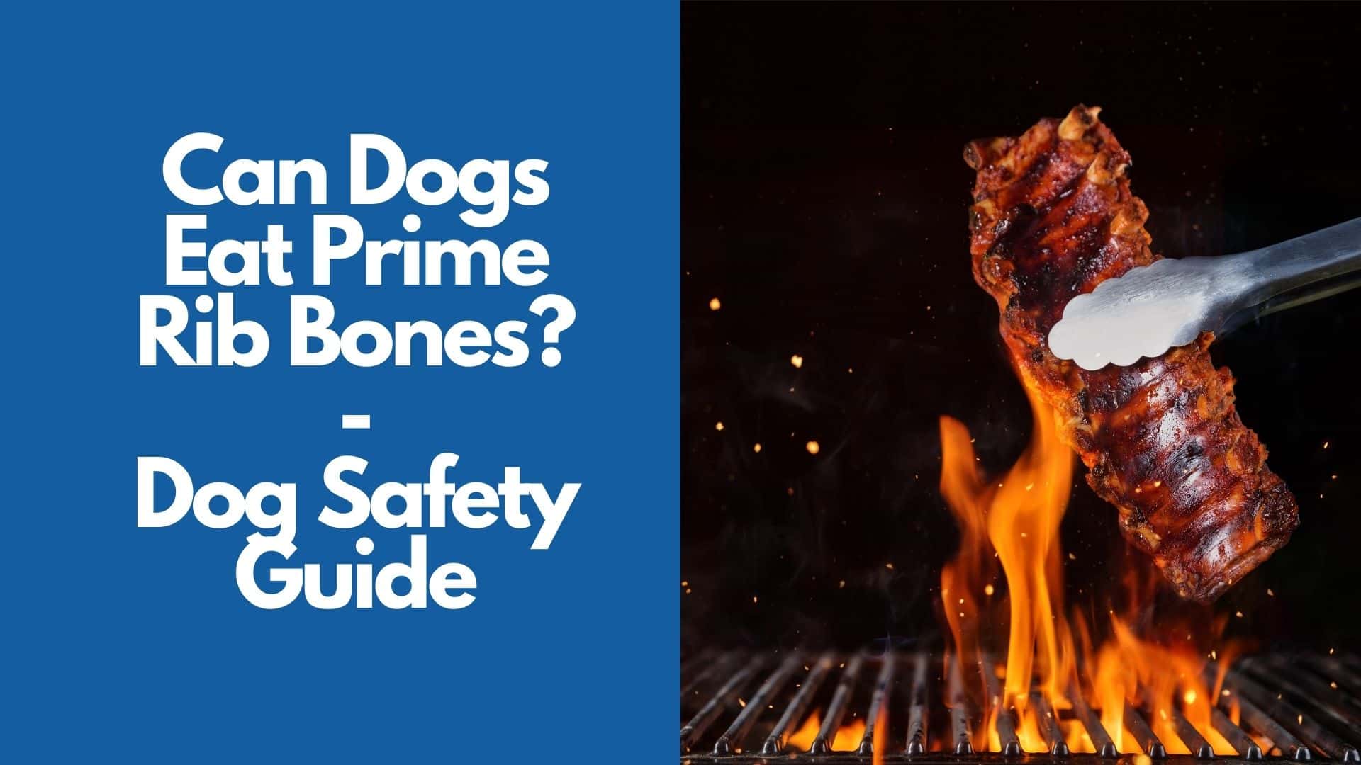 Can Dogs Eat Prime Rib Bones  Dog Safety Guide
