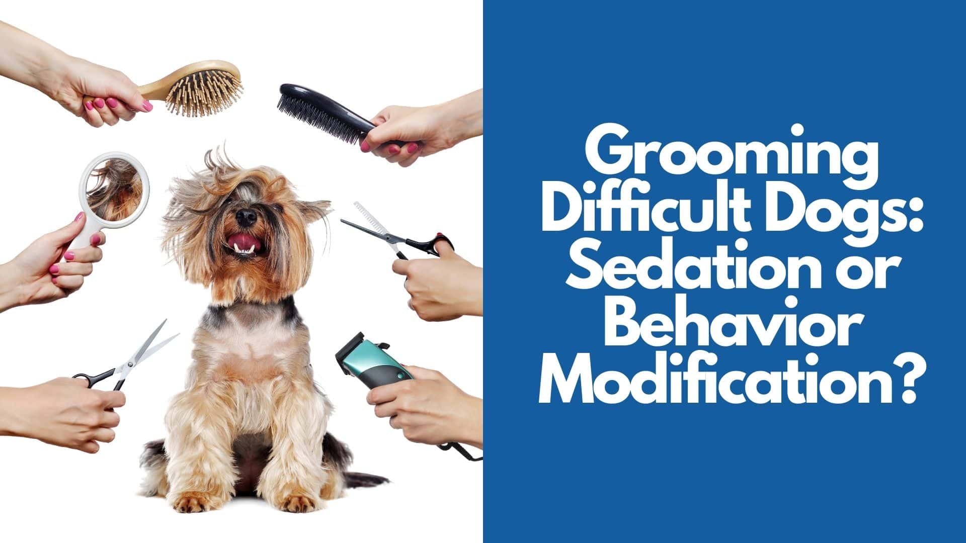Grooming Difficult Dogs Sedation or Behavior Modification