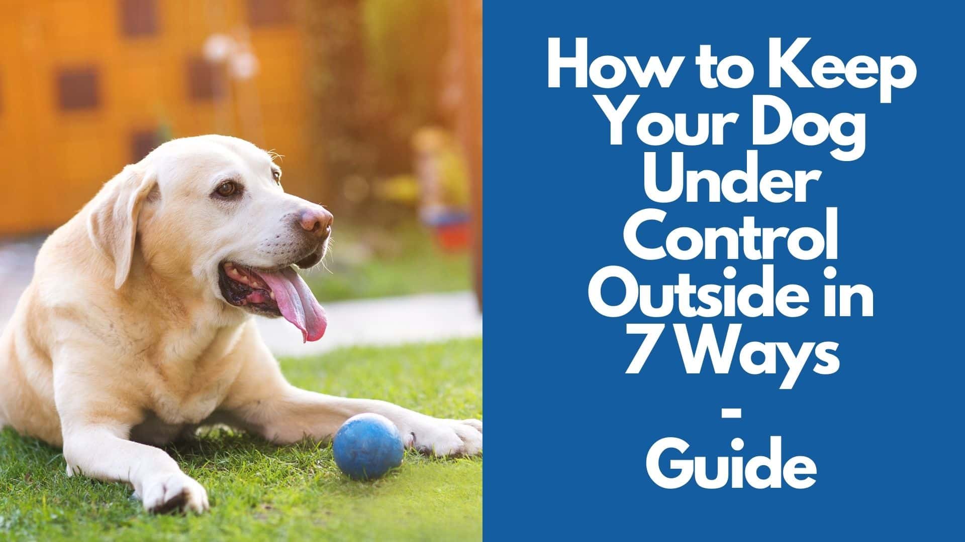 How to Keep Your Dog Under Control Outside in 7 Ways  Guide