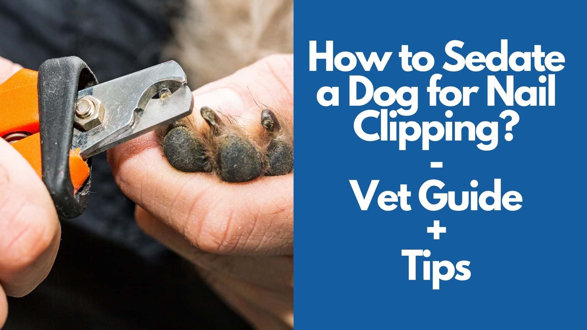 How to Sedate a Dog for Nail Clipping Vet Guide + Tips