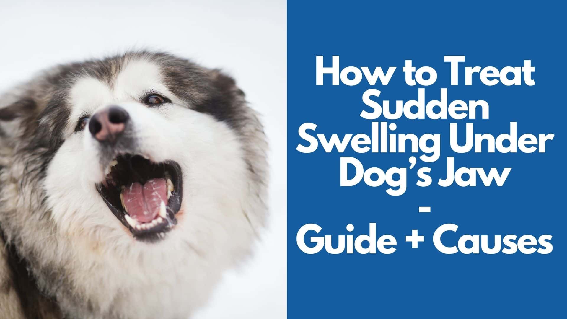 How to Treat Sudden Swelling Under Dog’s Jaw Guide + Causes