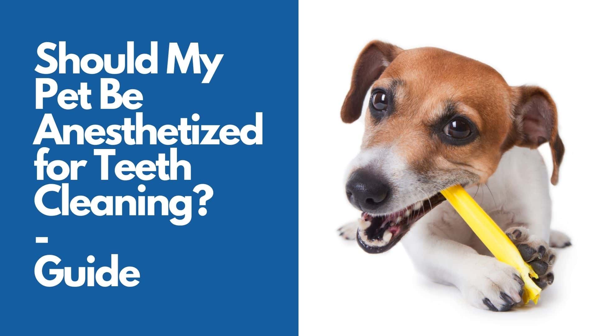 Should My Pet Be Anesthetized for Teeth Cleaning  Guide