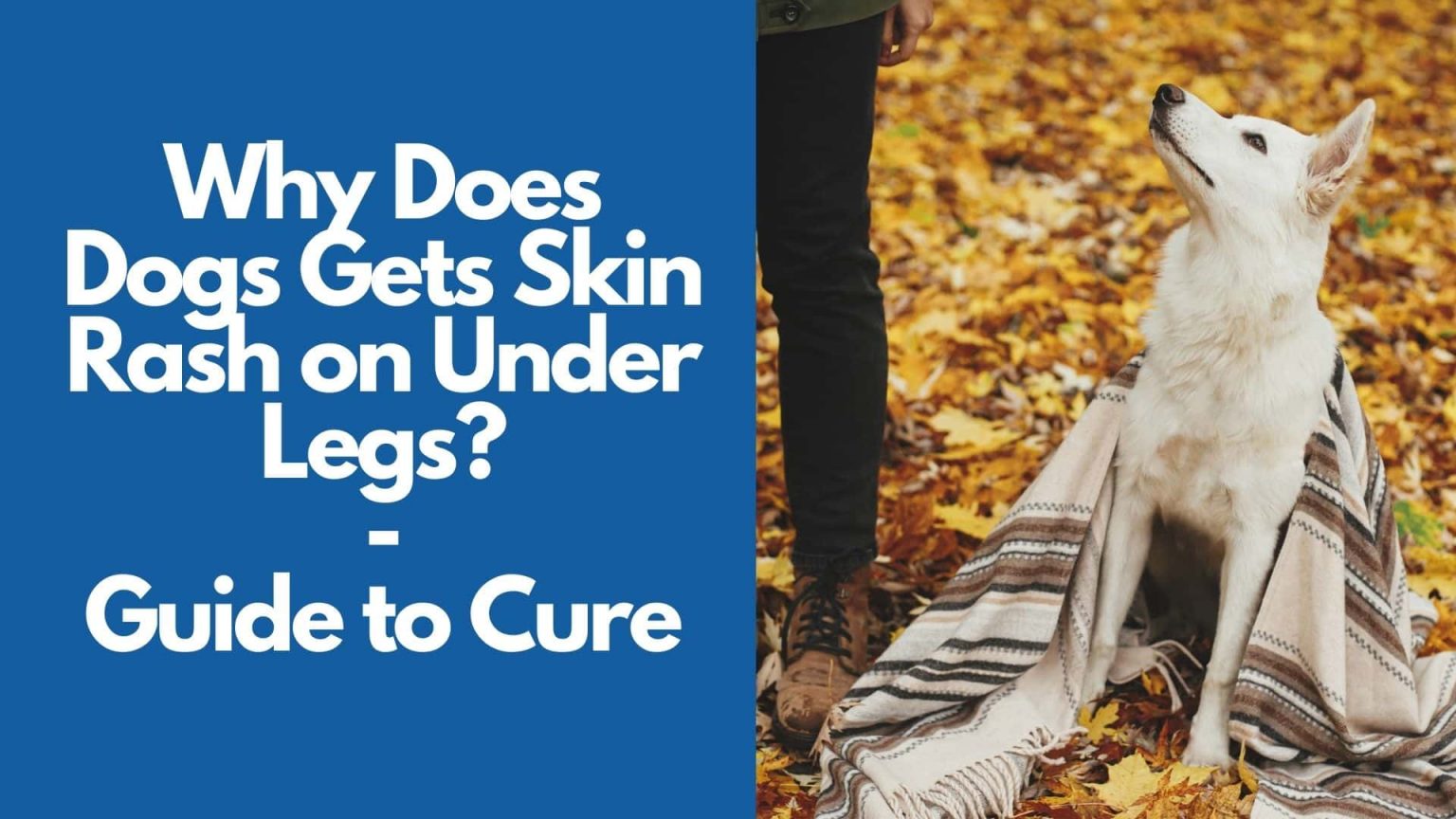 why-does-dogs-gets-skin-rash-on-under-legs-guide-to-cure