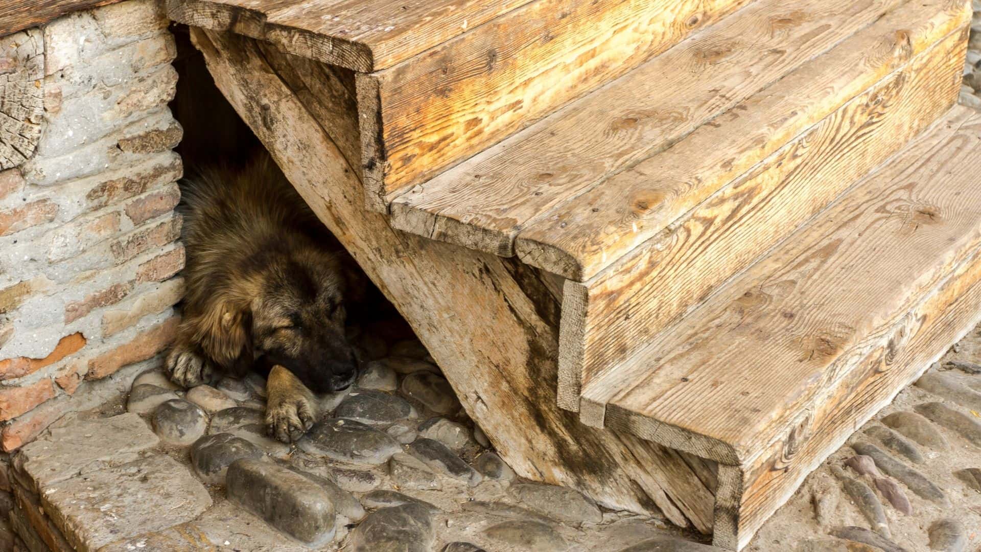How to make a dog den under stairs?