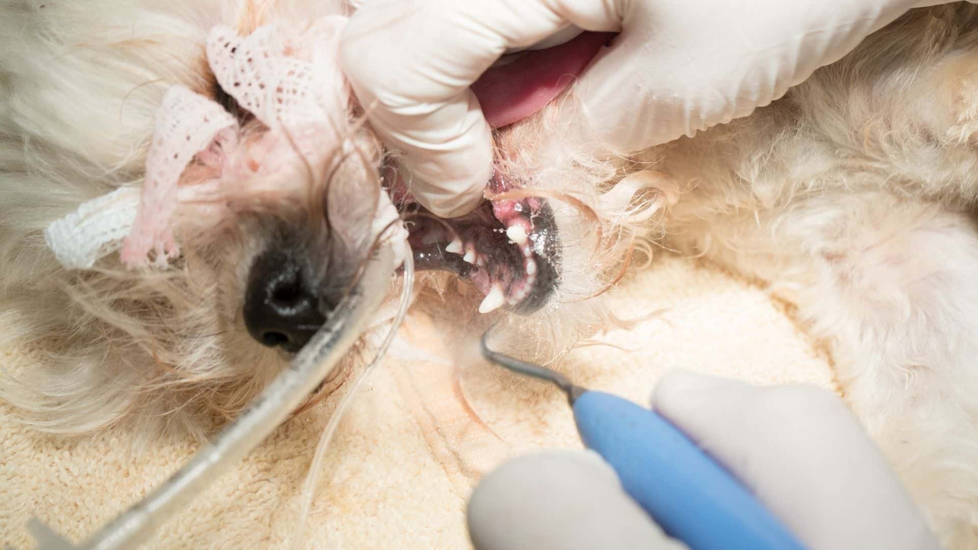 Should My Pet Be Anesthetized for Teeth Cleaning  Guide