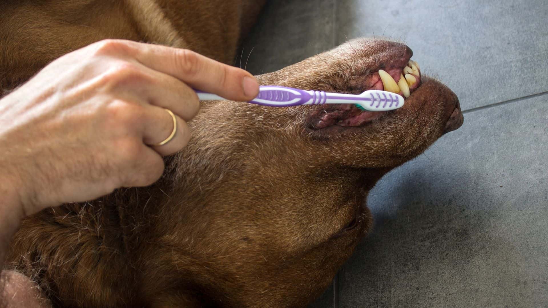 Putting dog under for teeth cleaning