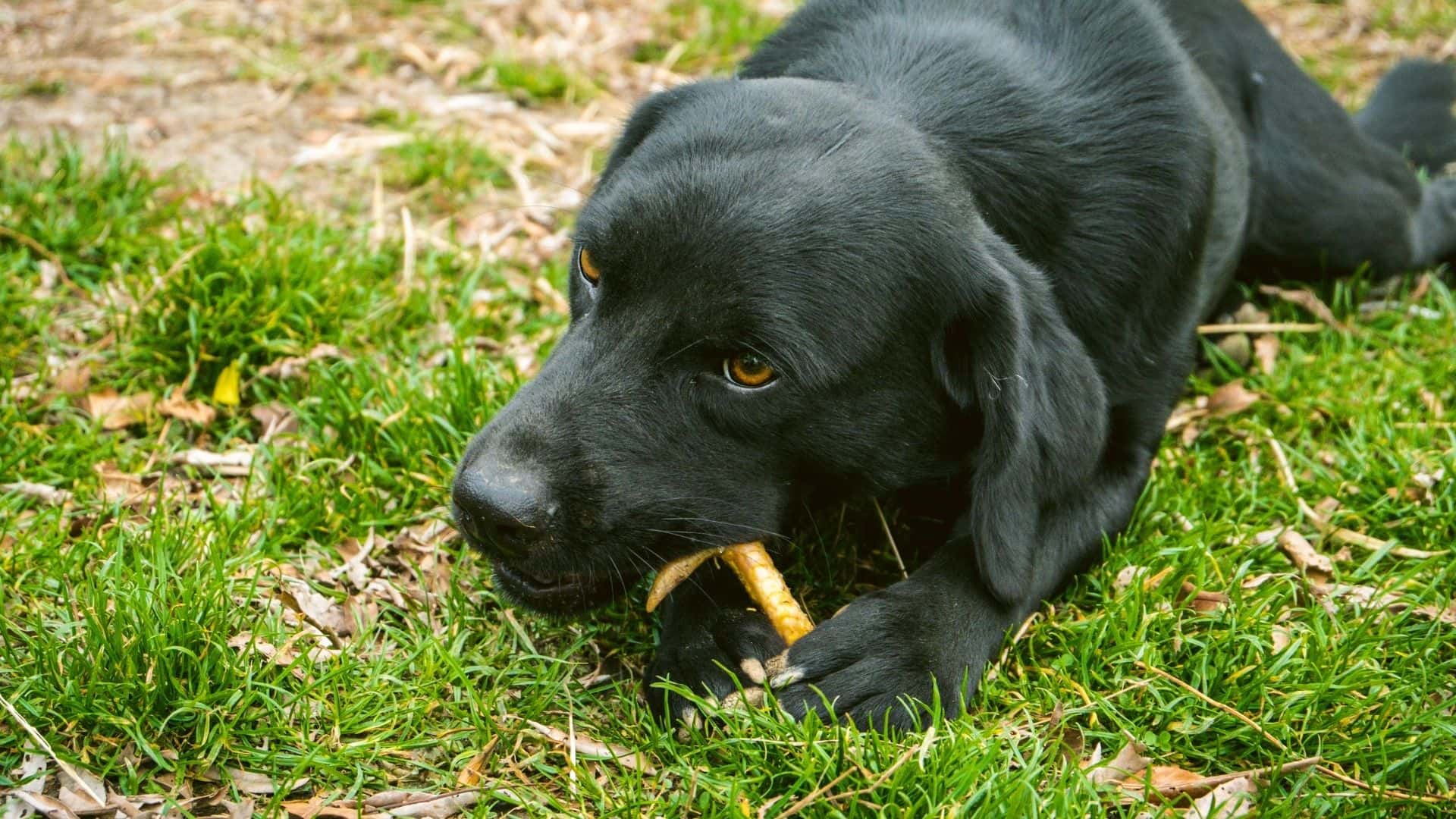 Can Dogs Eat Prime Rib Bones
