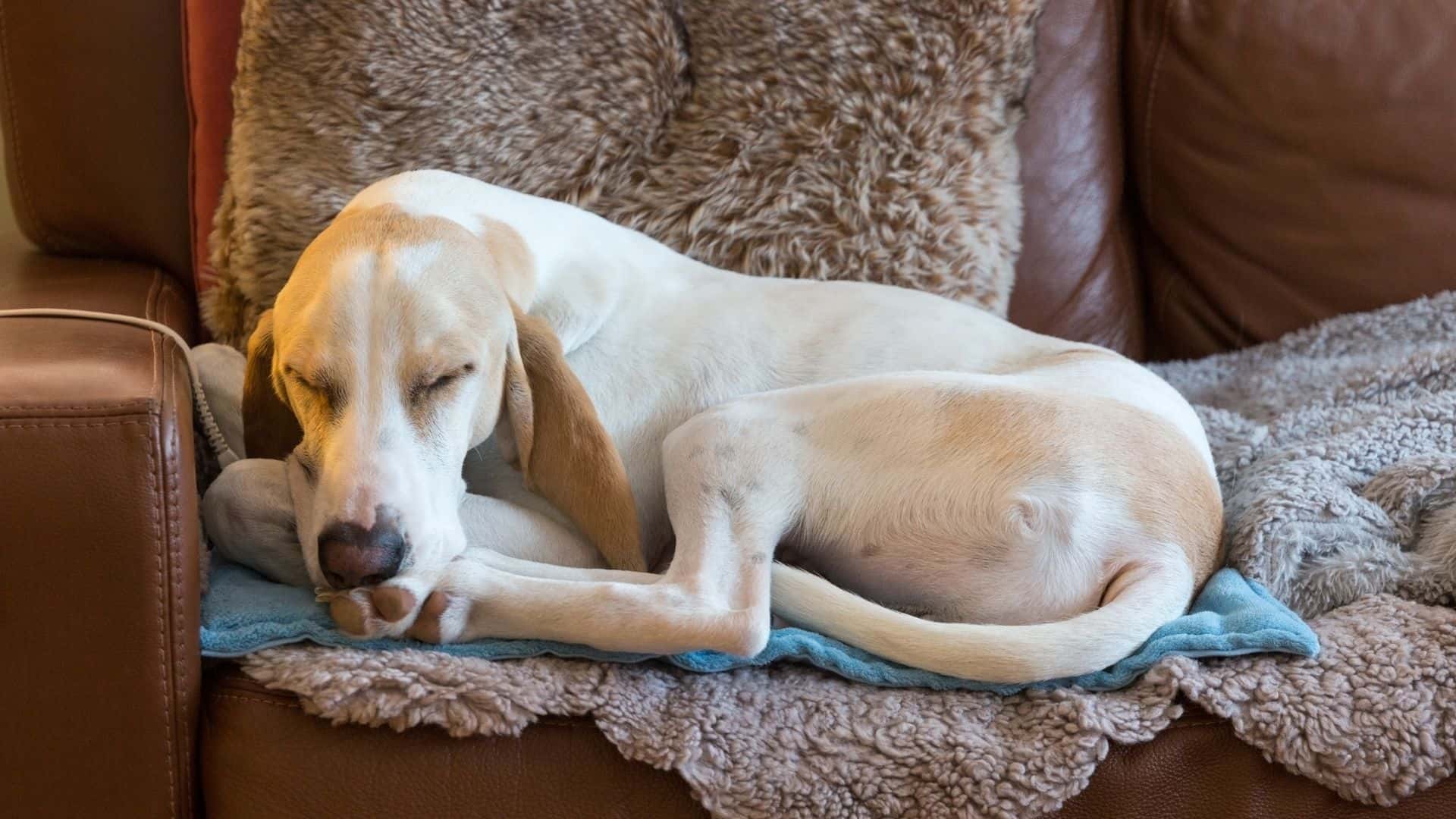 How to keep house clean when dog is in heat?