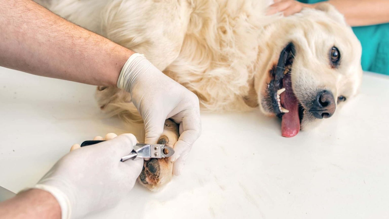 How to Sedate a Dog for Nail Clipping: Vet Guide + Tips