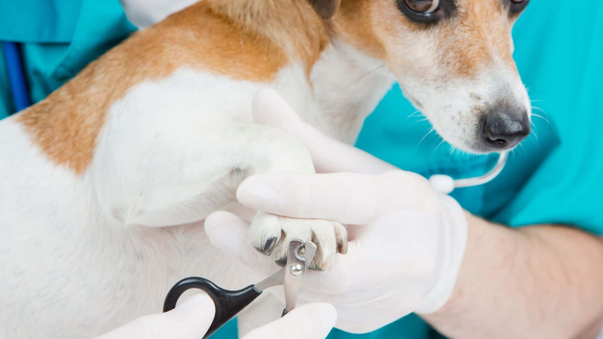 How to Sedate a Dog for Nail Clipping: Vet Guide + Tips