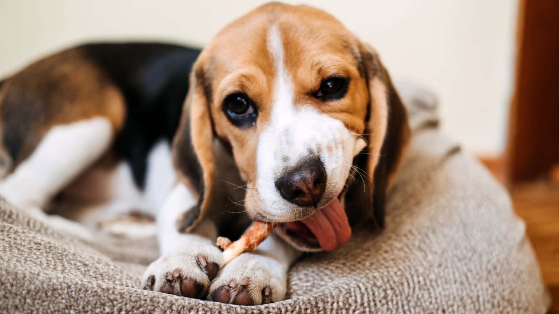 What If My Dog Swallowed a Bully Stick: What Should I Do?