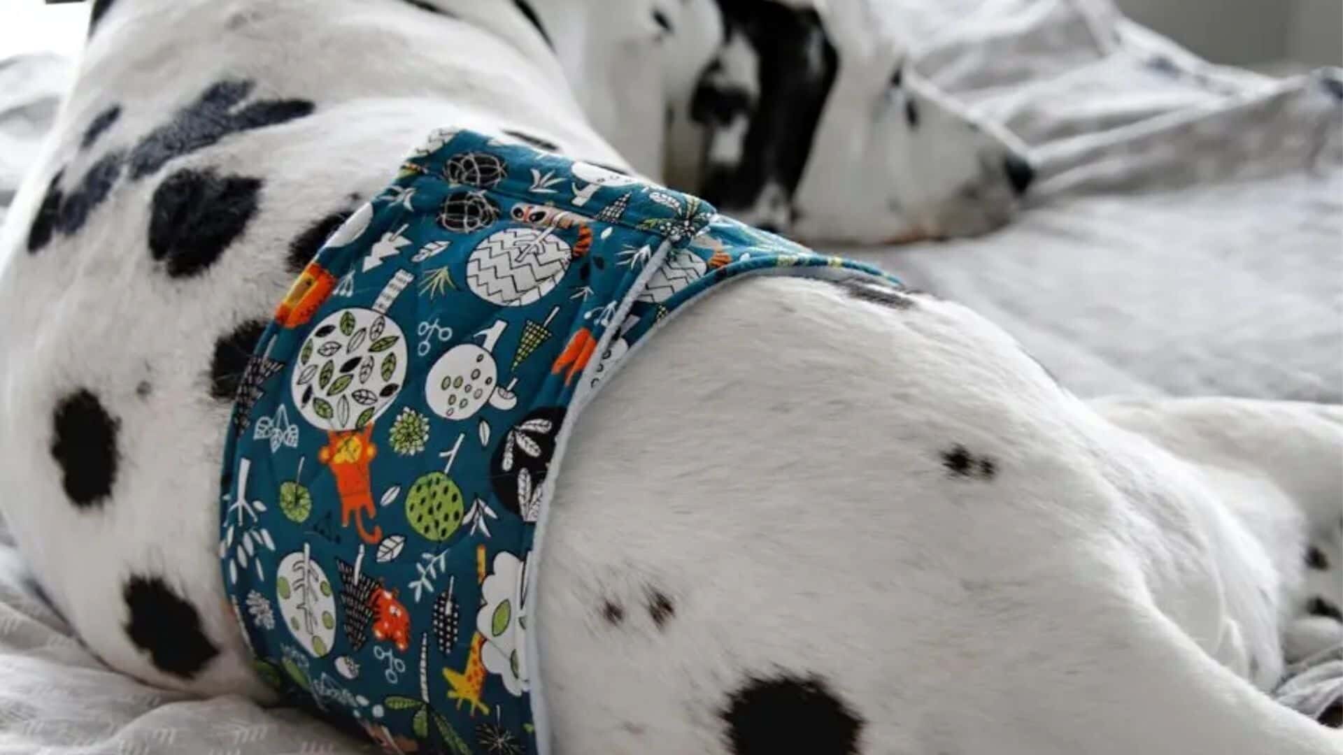 10 Pros and Cons of Belly Bands for Dogs: Guide