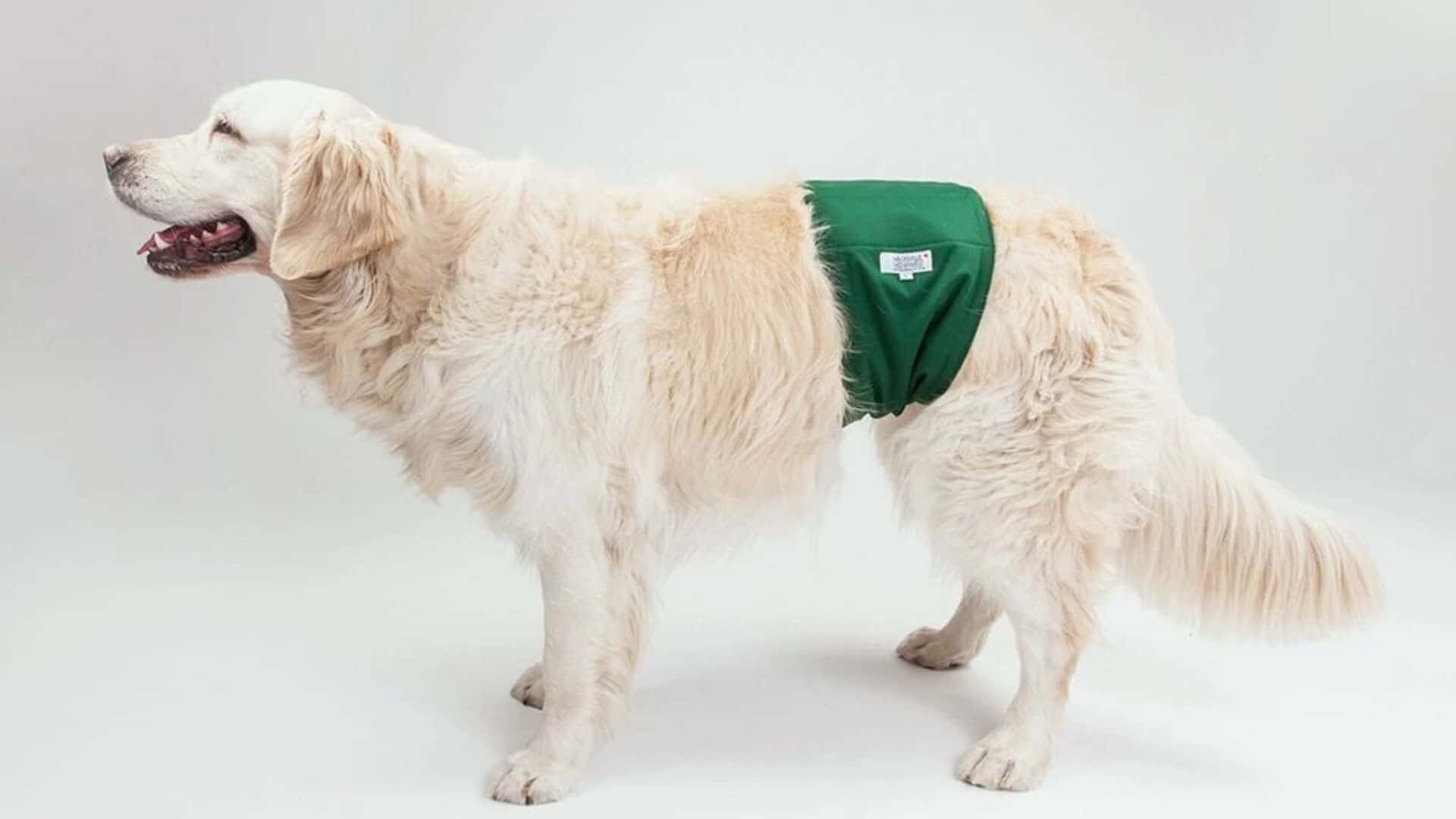 10 Pros and Cons of Belly Bands for Dogs: Guide