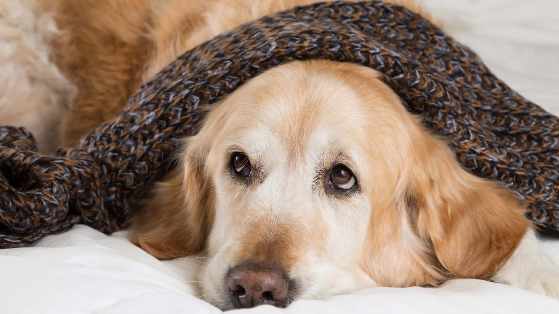 Do dogs get cold at night?