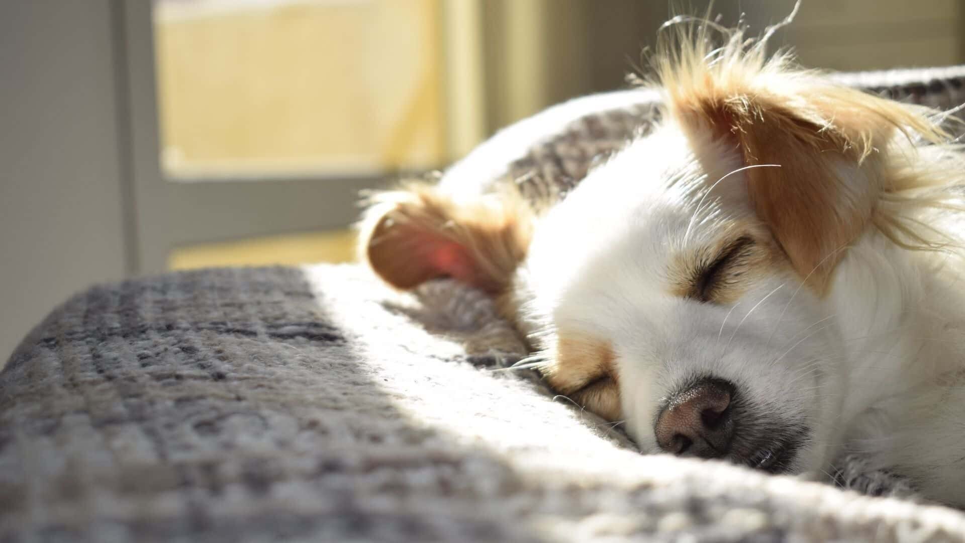 Do dogs pee in their sleep?