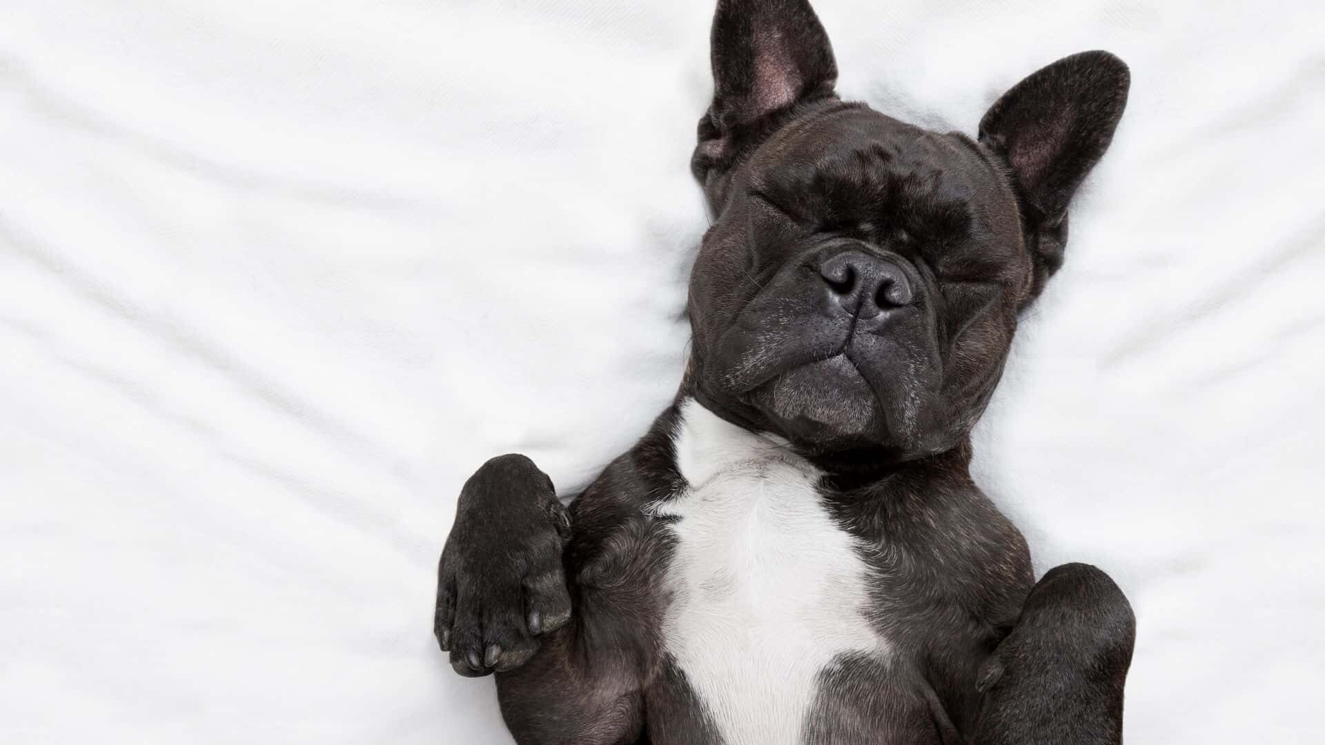 Do dogs pee in their sleep?