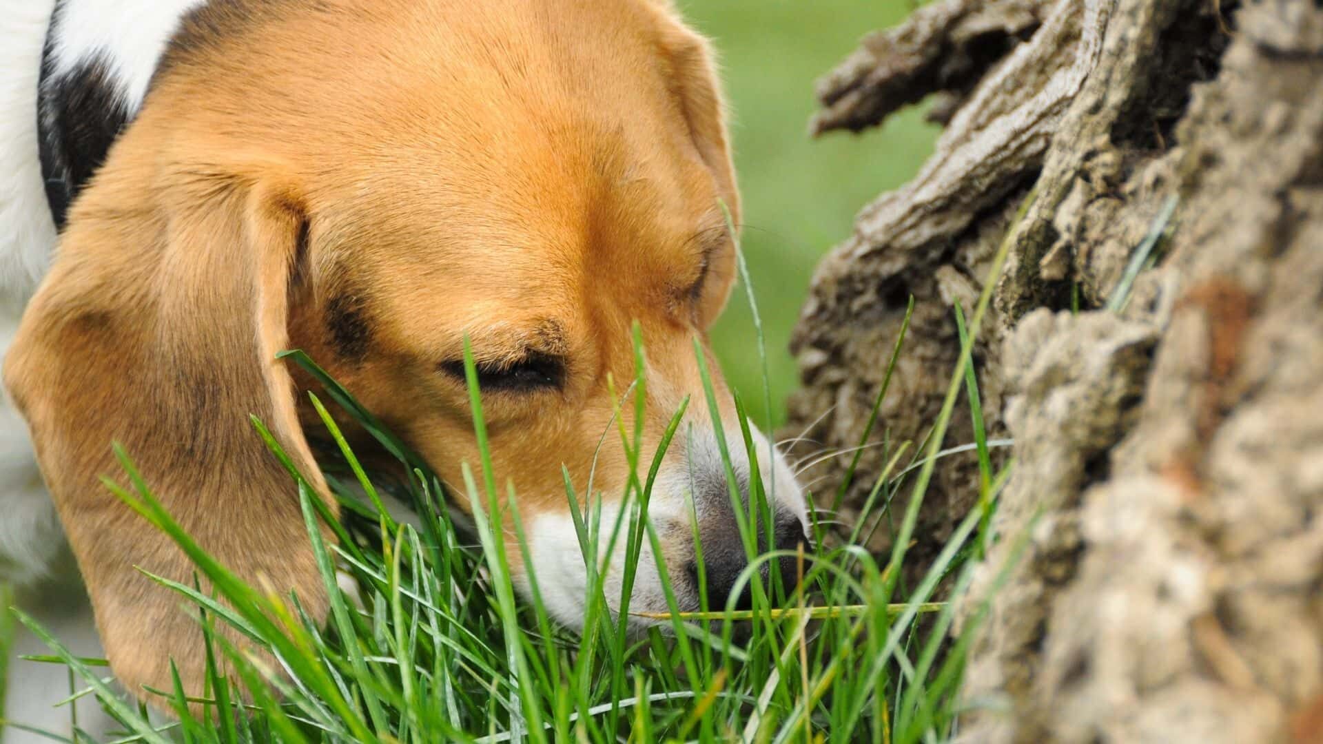 Why Is My Dog Suddenly Eating Grass Like Crazy: Guide 2022