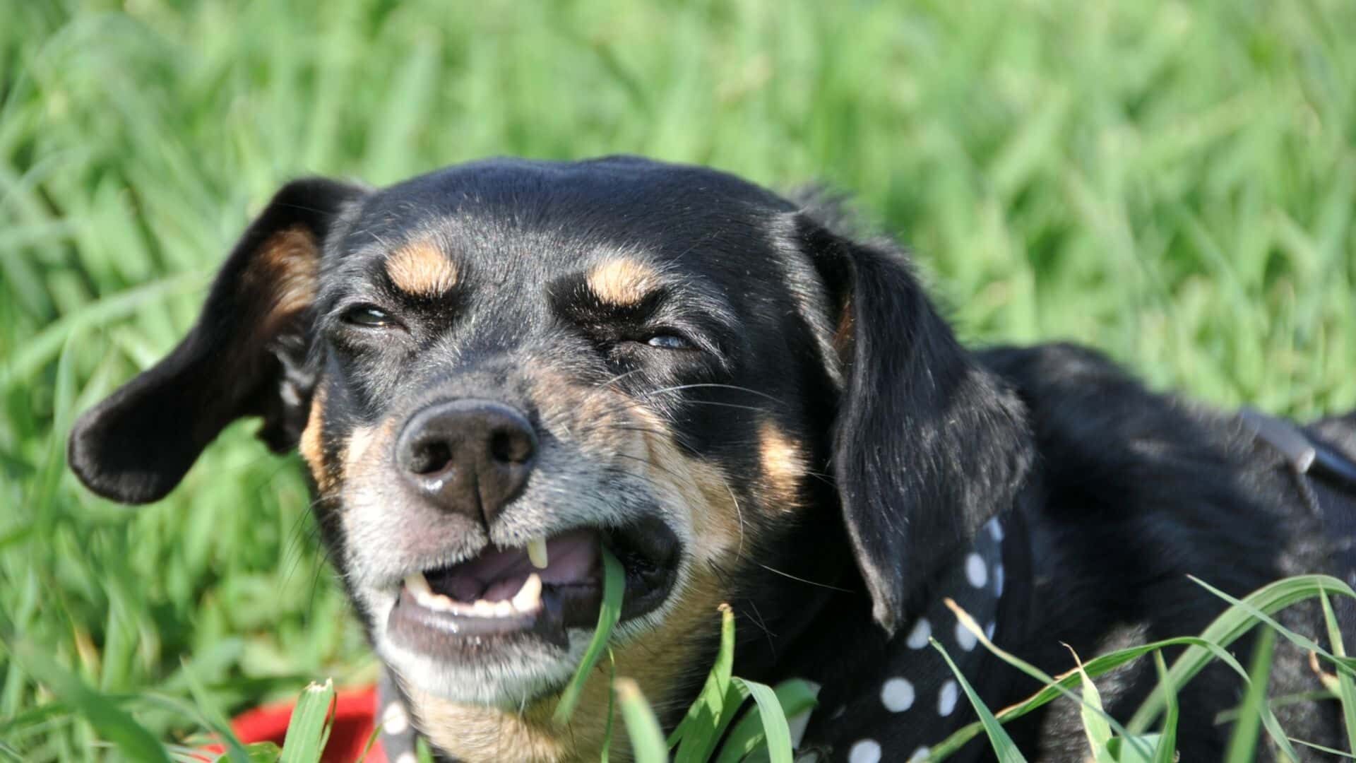 Dog suddenly eating grass like crazy