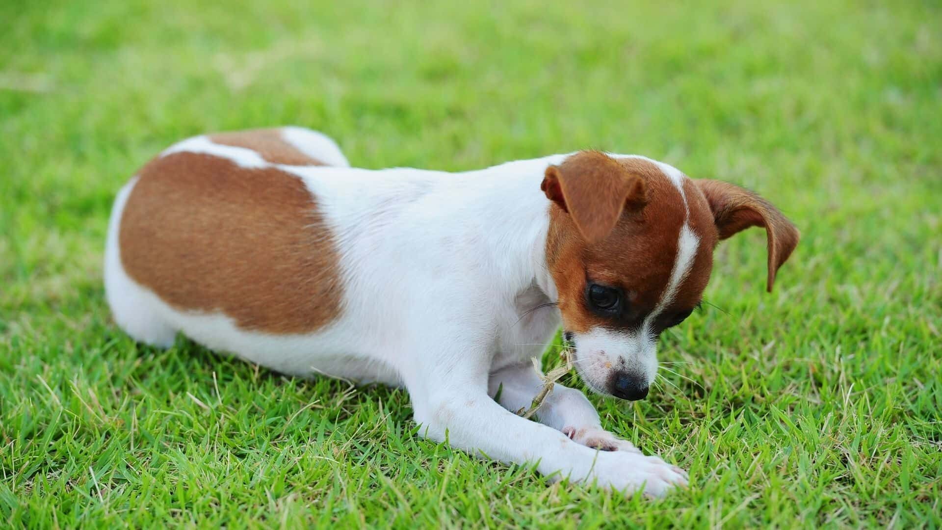 Dog suddenly eating grass like crazy