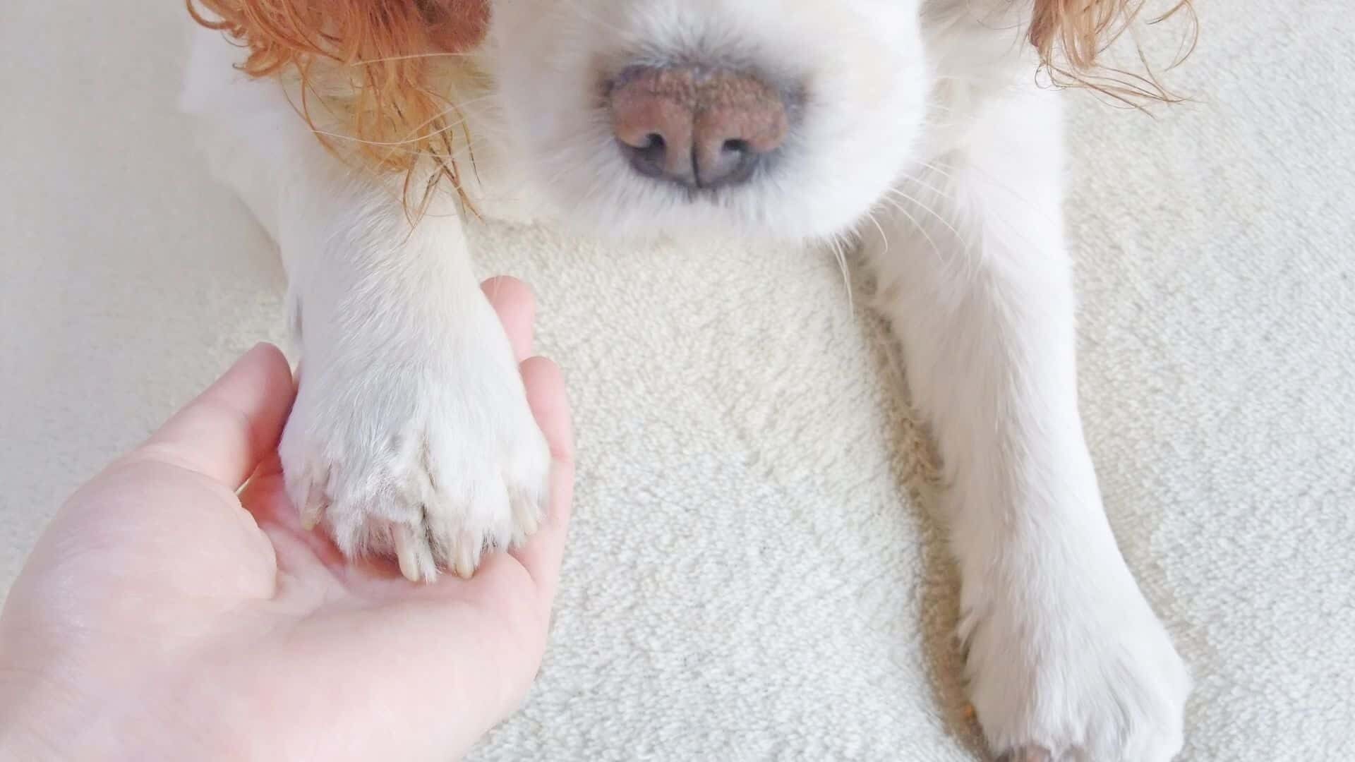Dogs licking paws after grooming