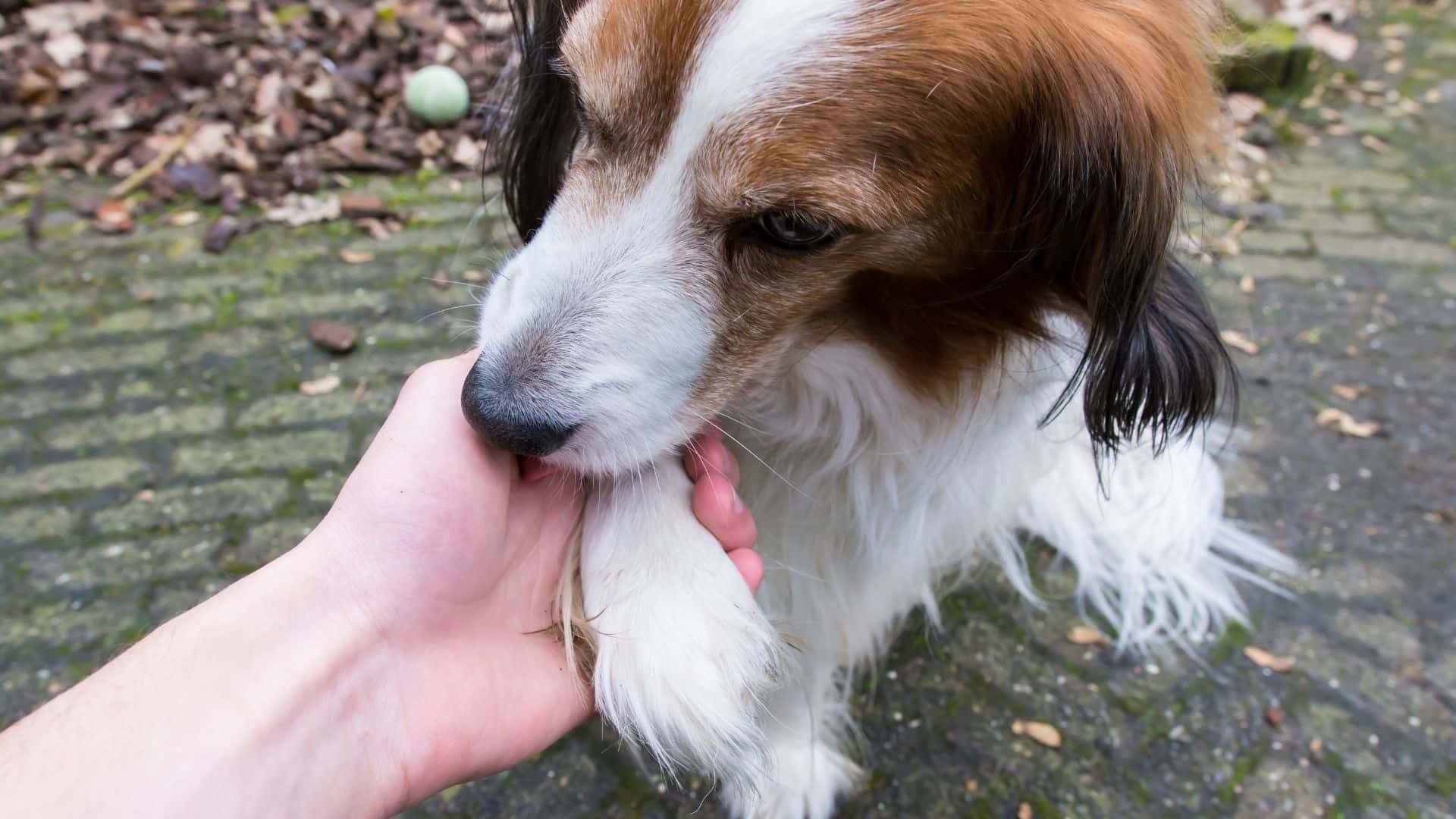 Dogs licking paws after grooming