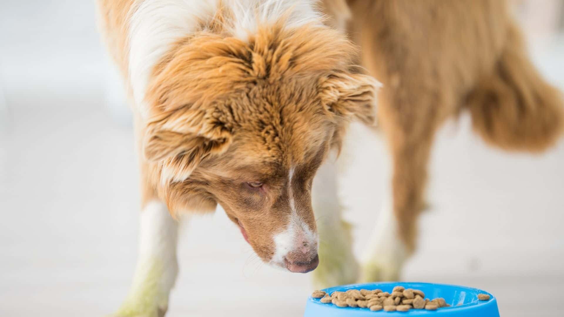 How long after eating do dogs poop?