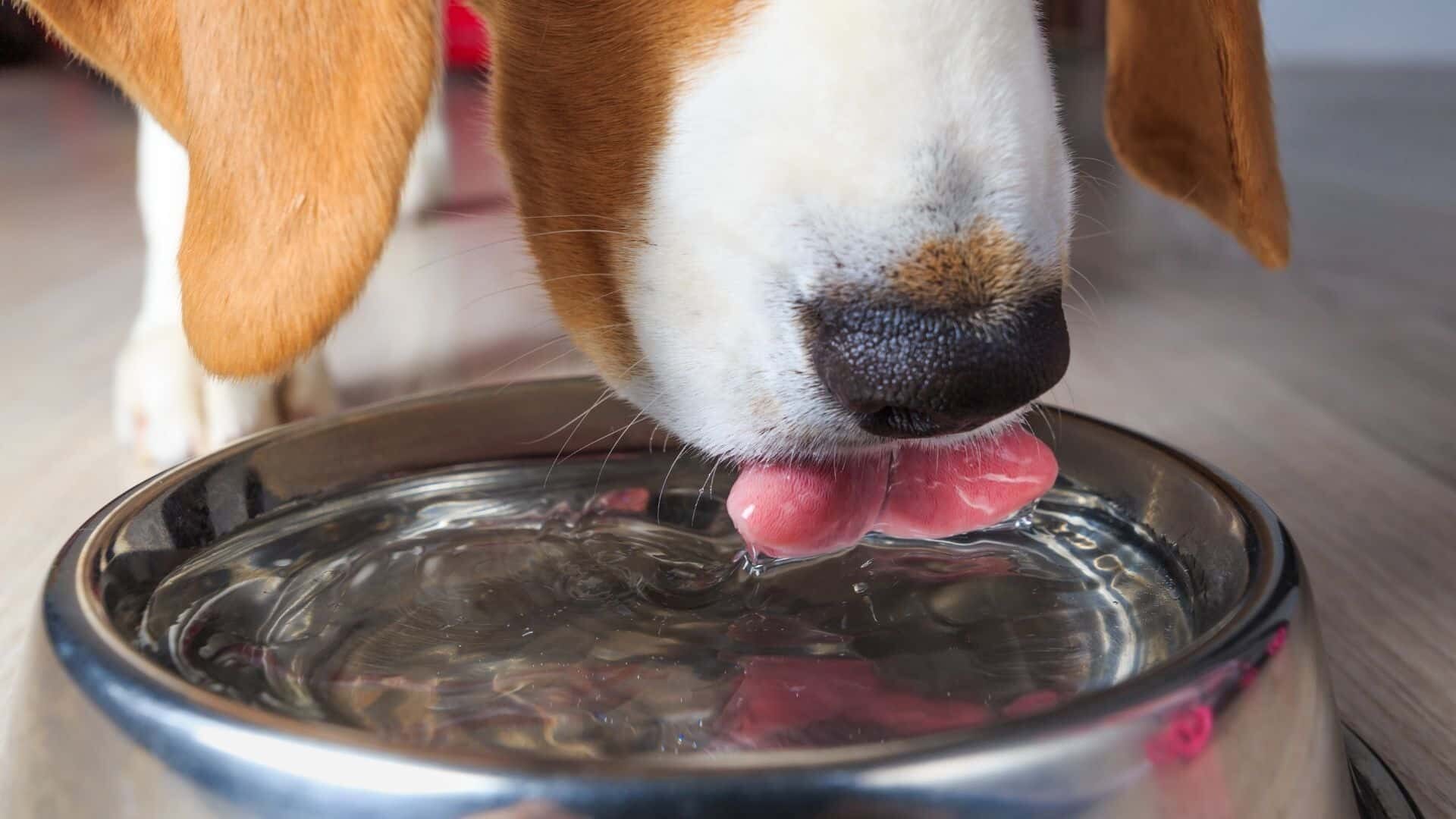 Pros and cons of putting water in dog’s kibble