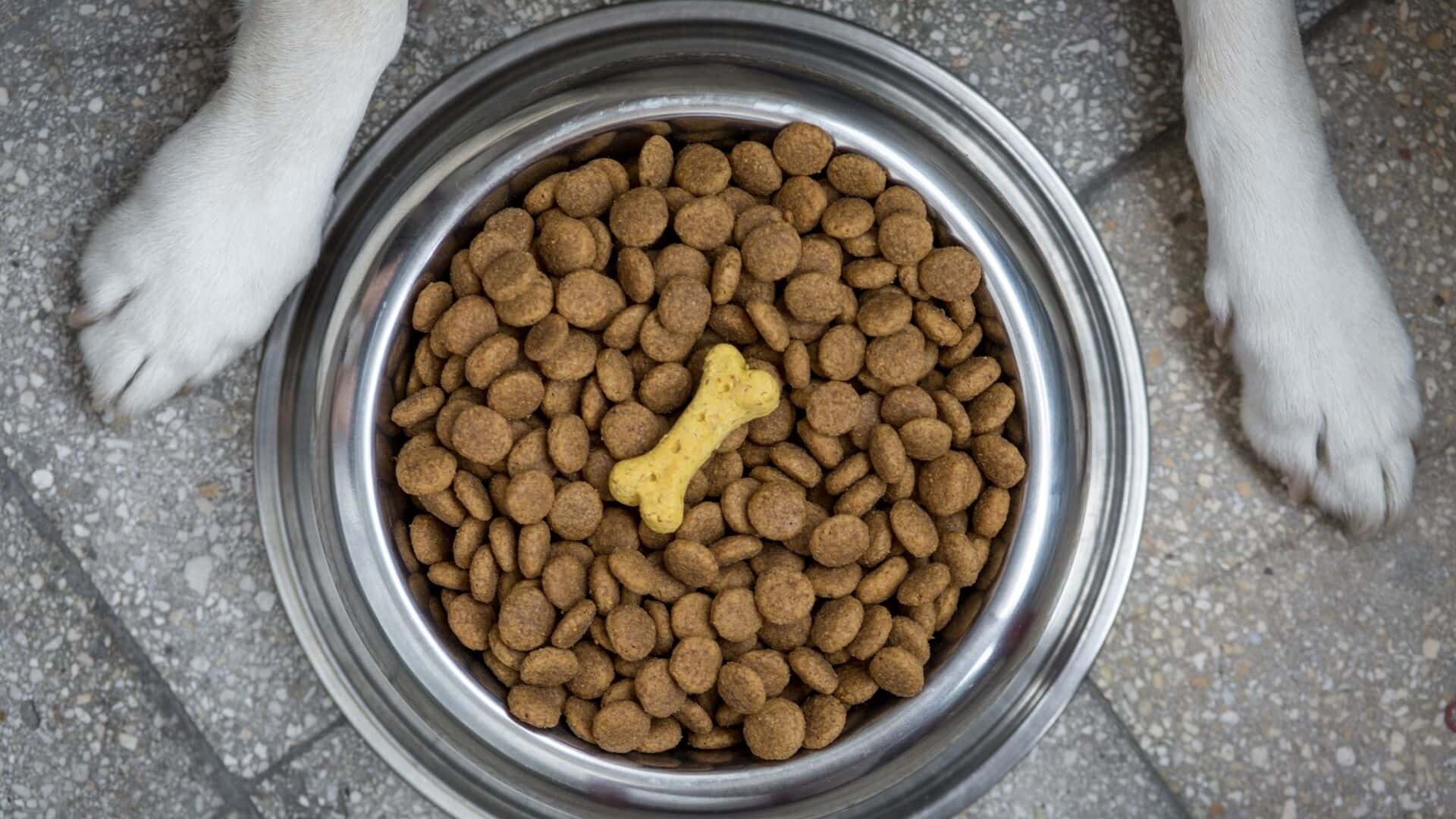 Pros and cons of putting water in dog’s kibble