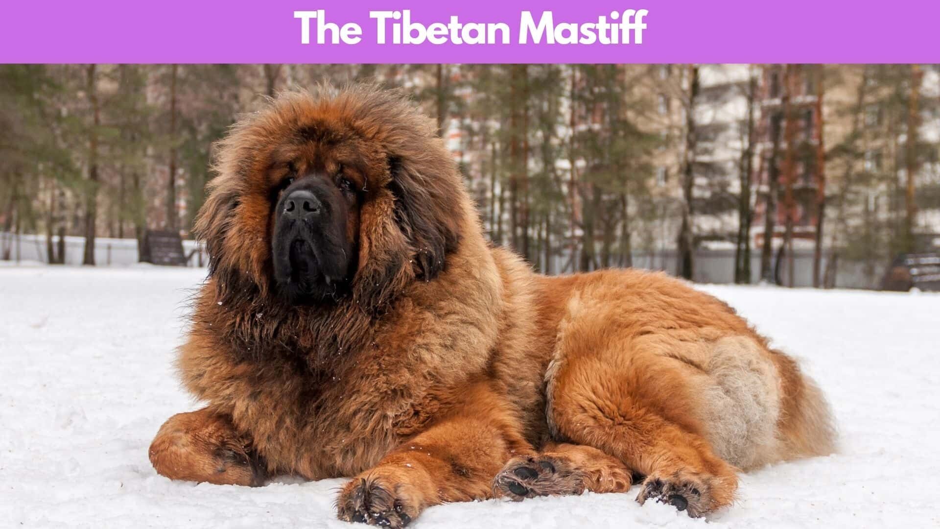 Top 16 Most Expensive Dogs to Breed in the World: Guide