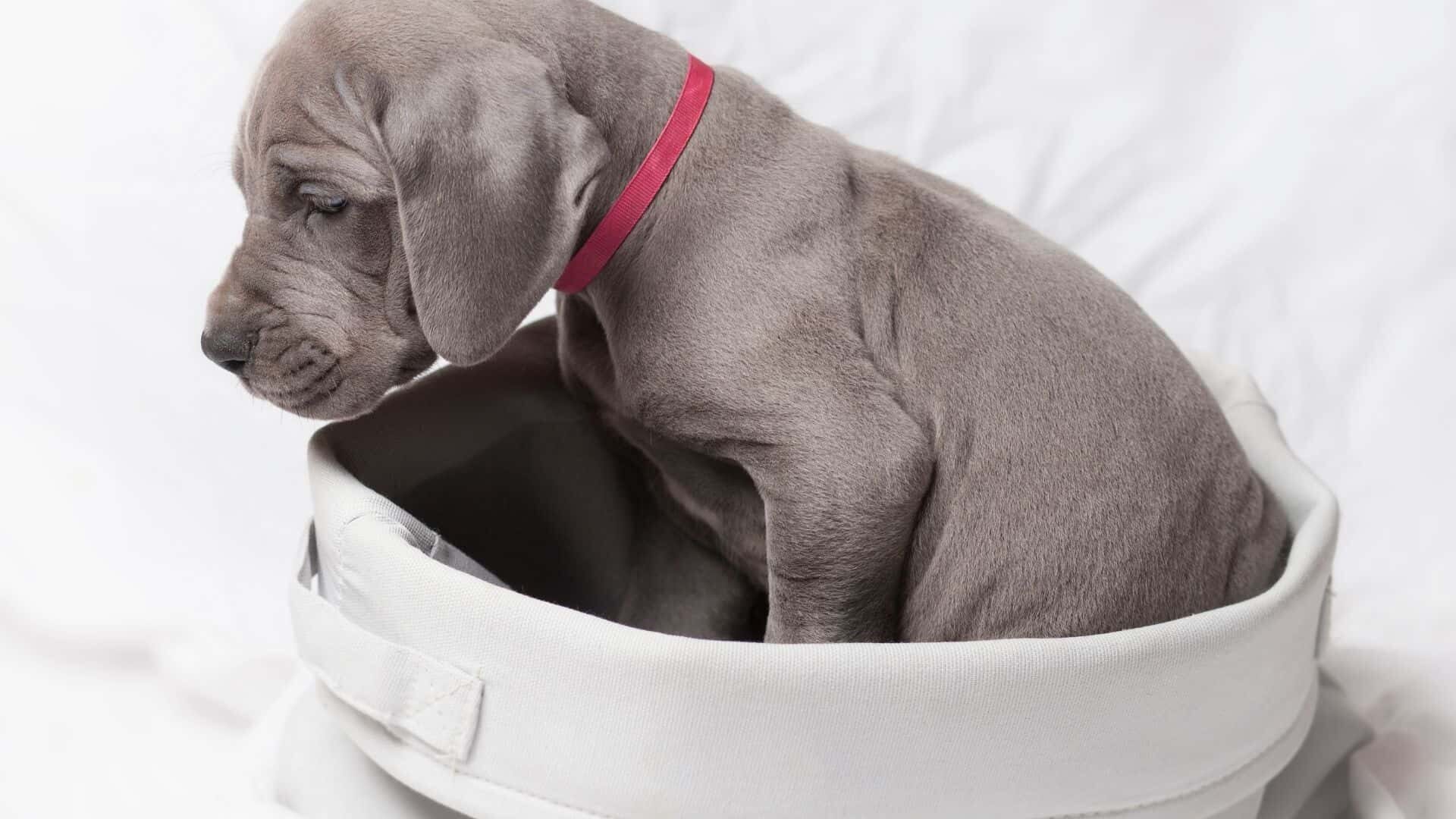 Can neutered dog still get stuck?