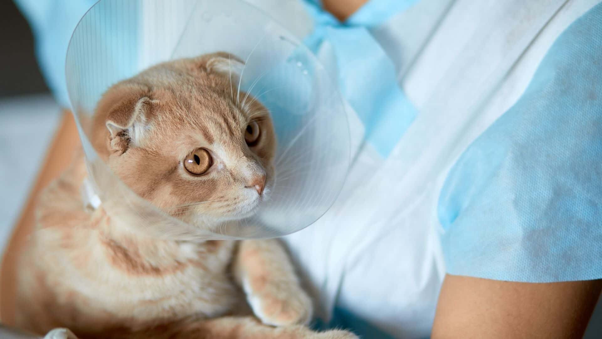 How to keep cone on cat?