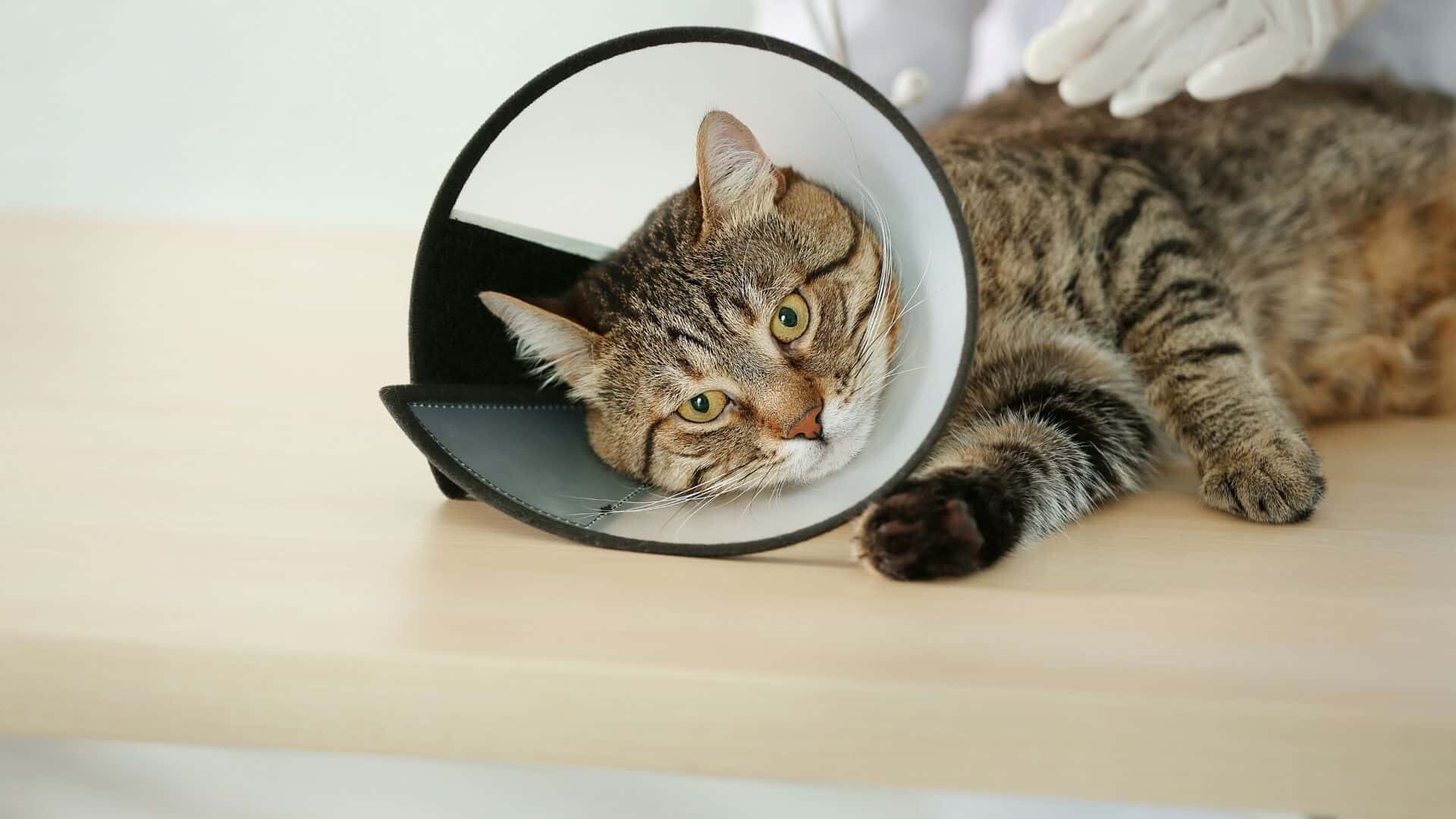 How Can I Stop My Cat from Removing Her Cone Guide 2022