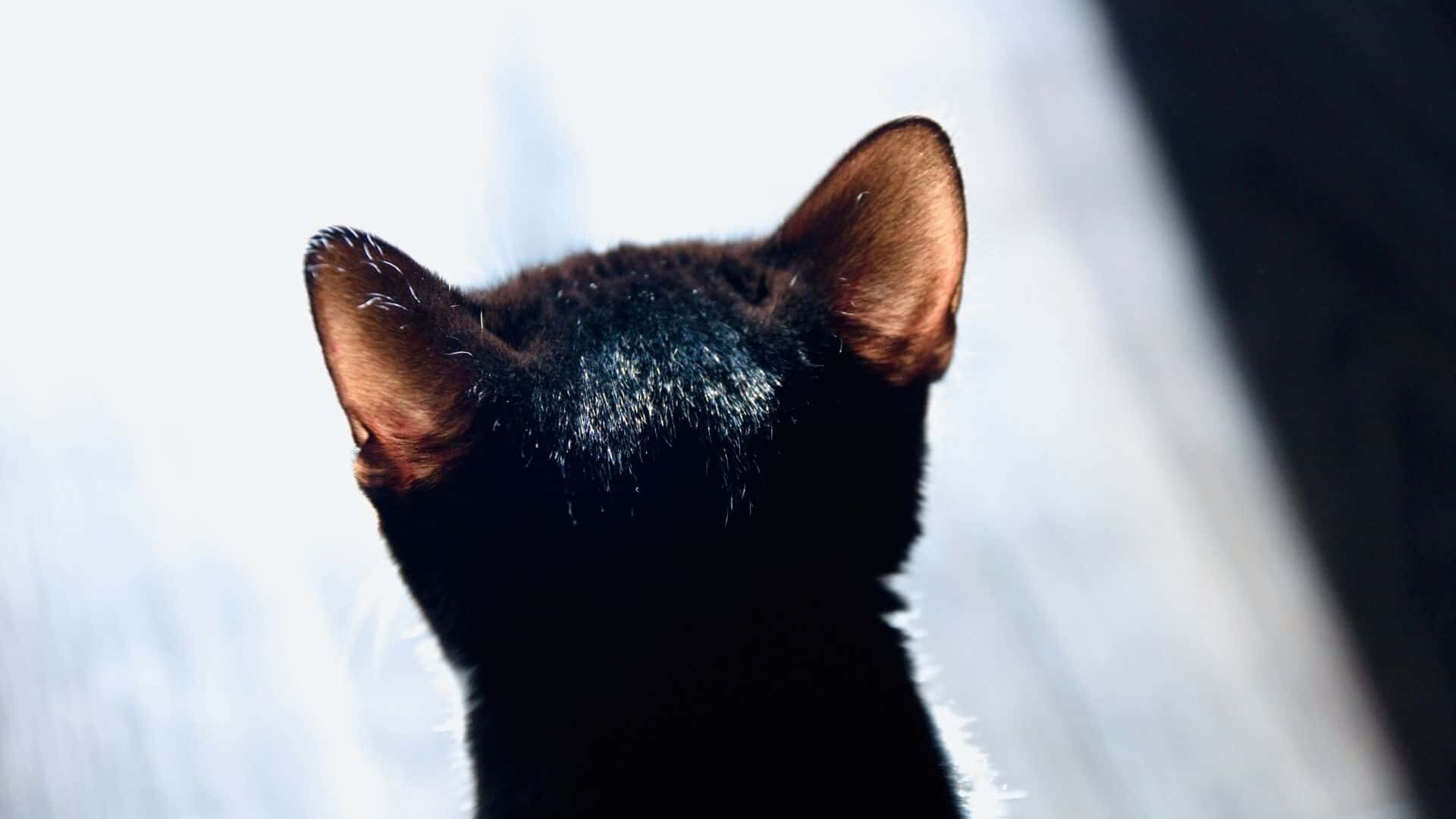 why-do-cats-have-bald-spots-next-to-their-ears-facts-guide