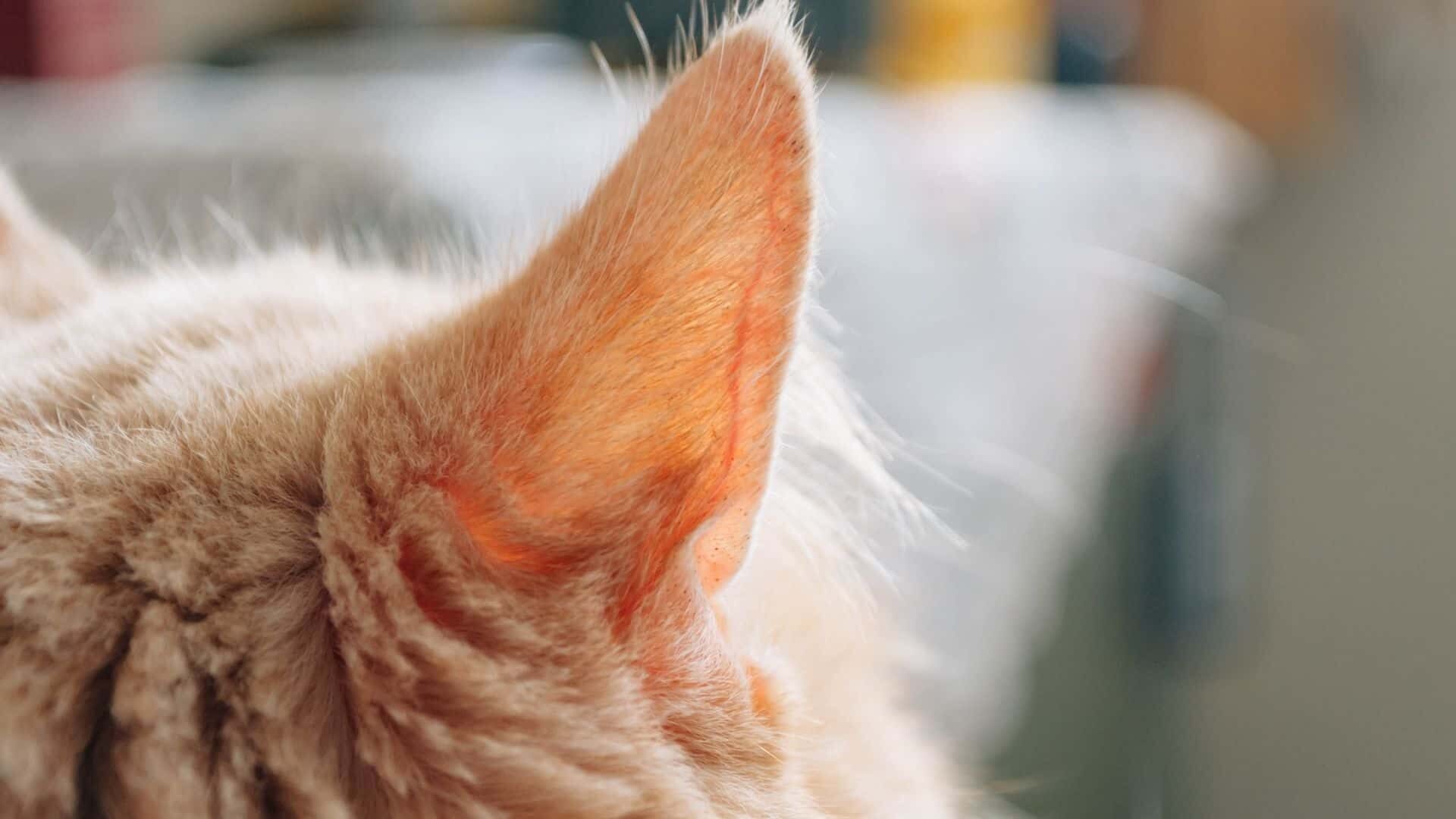 Why do cats have bald spots next to ears?