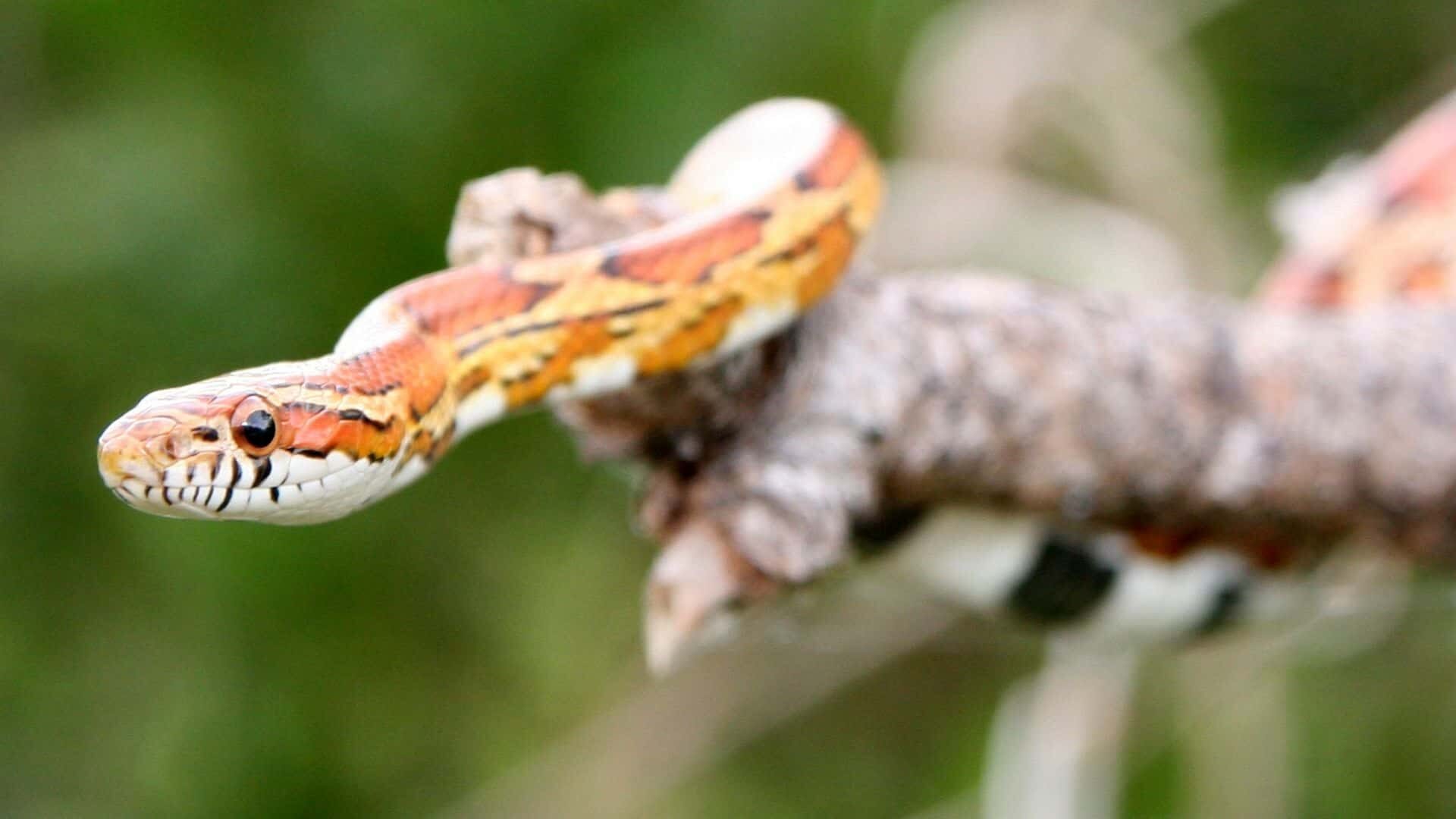 How to Tell a Female Corn Snake and a Male Corn Snake: Guide
