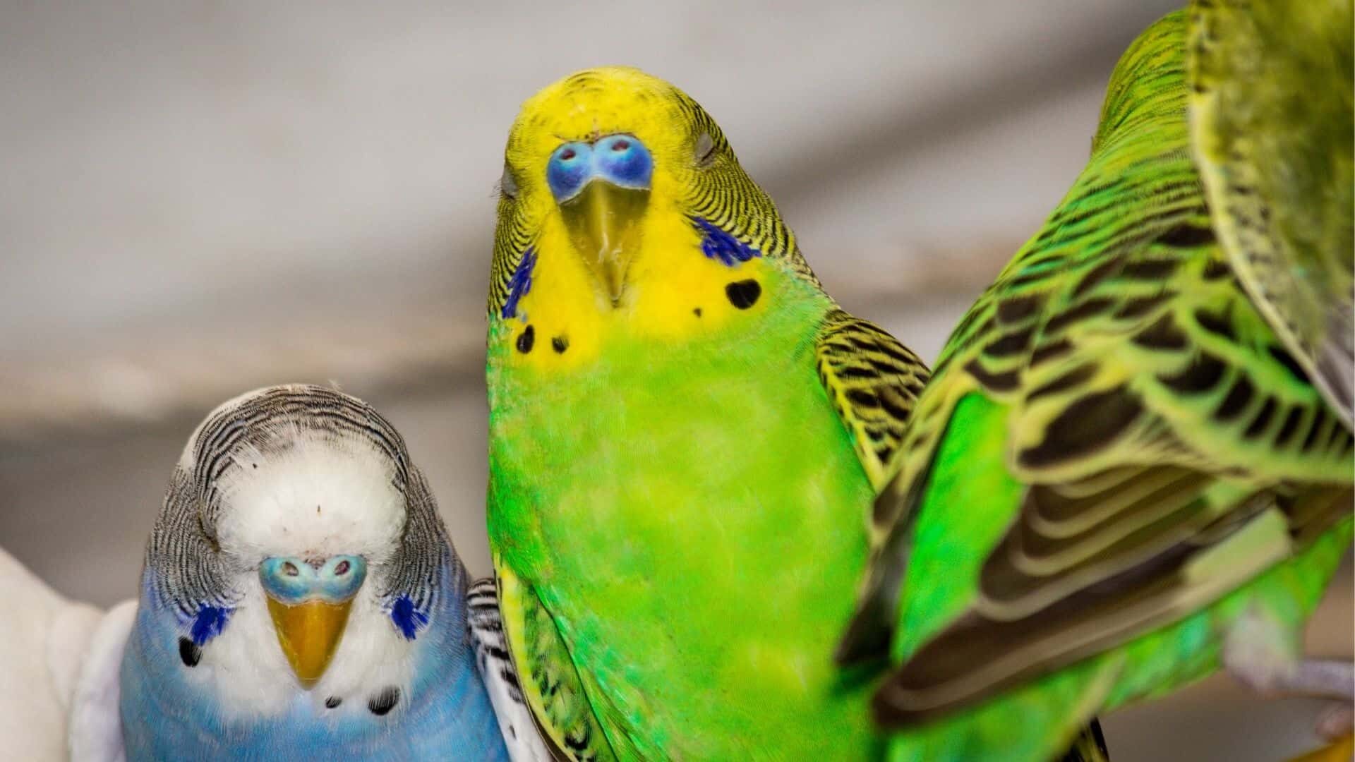 Do birds like being pet?