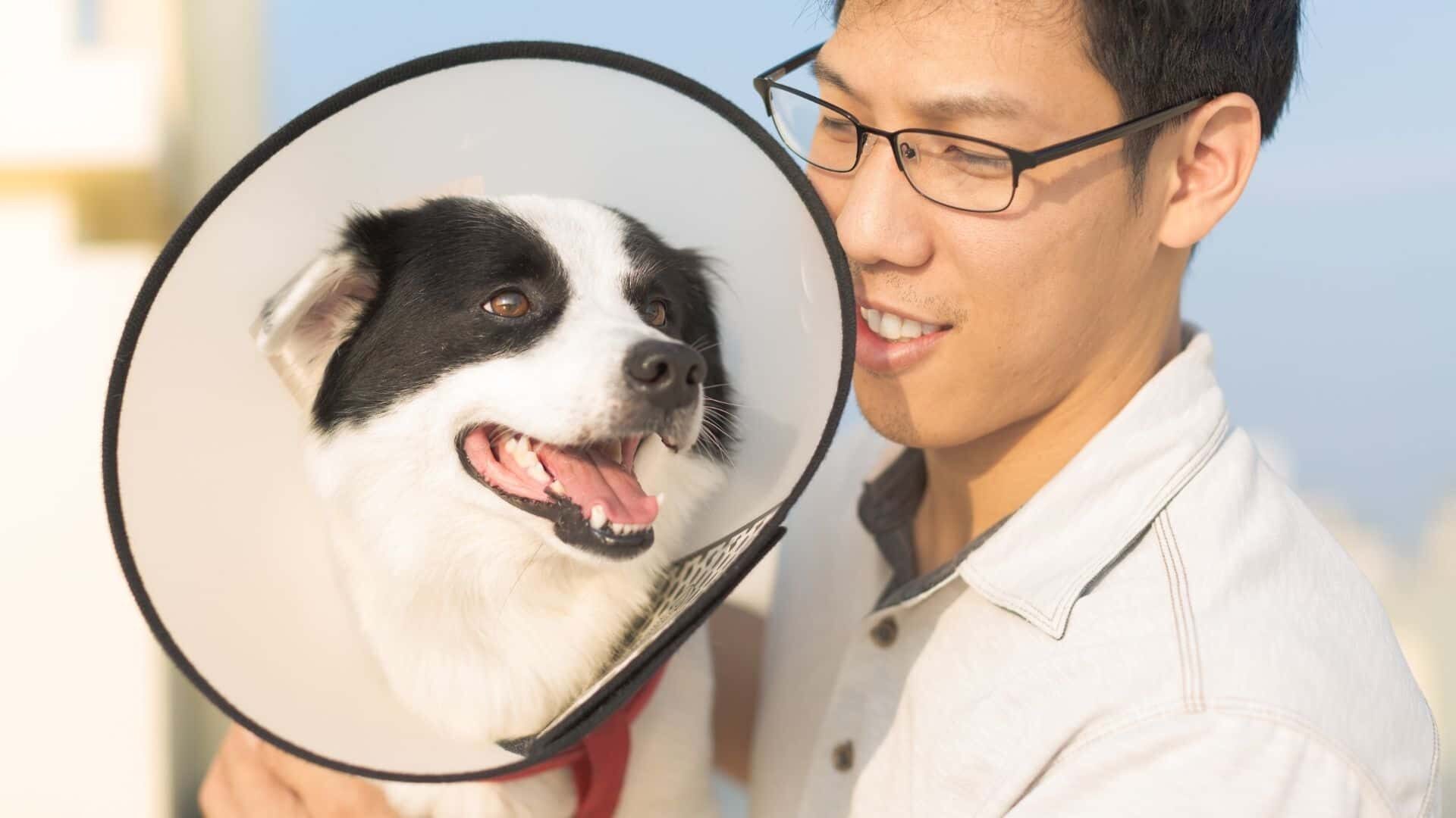 How much is it for a dog to be neutered?