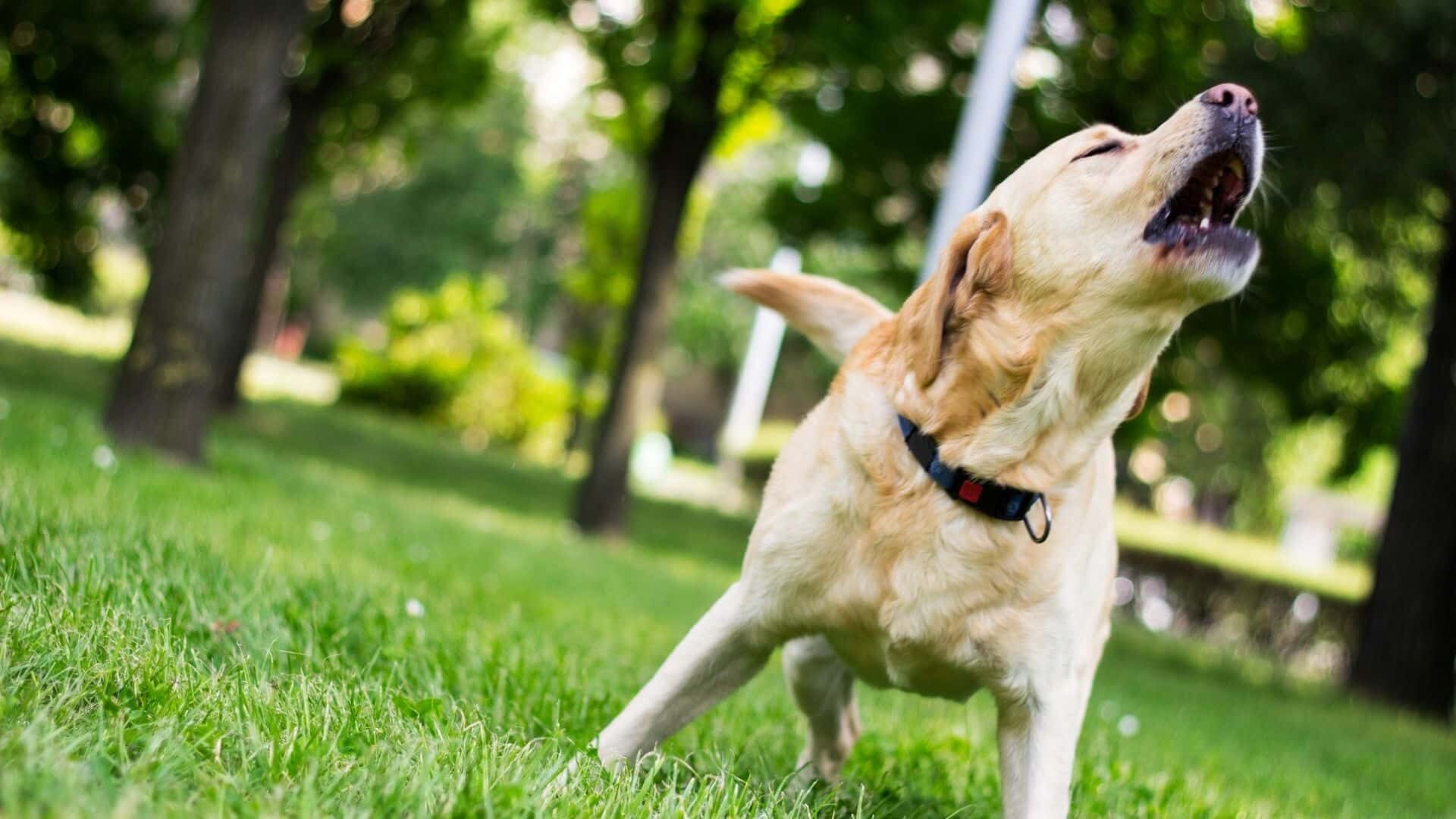 Get your dog to stop barking at other dogs?