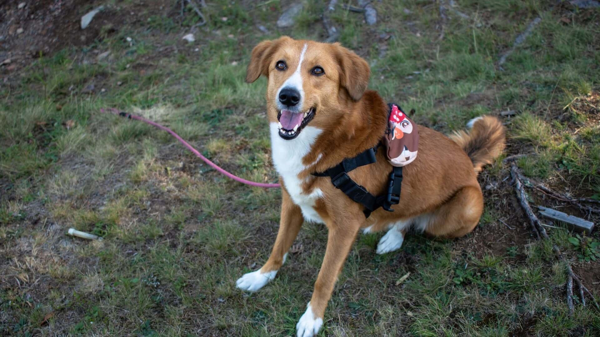 How to put harness on a dog?