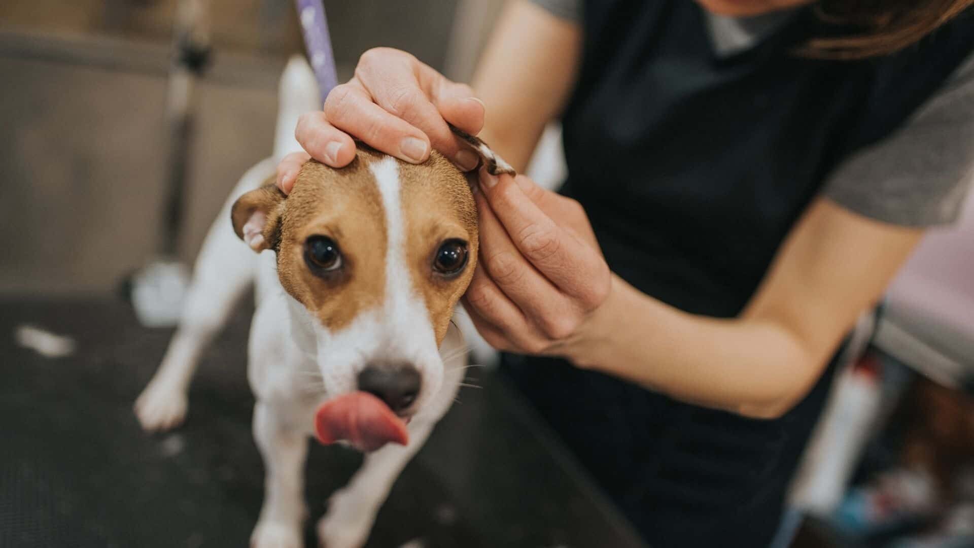 How to clean dog’s ears?