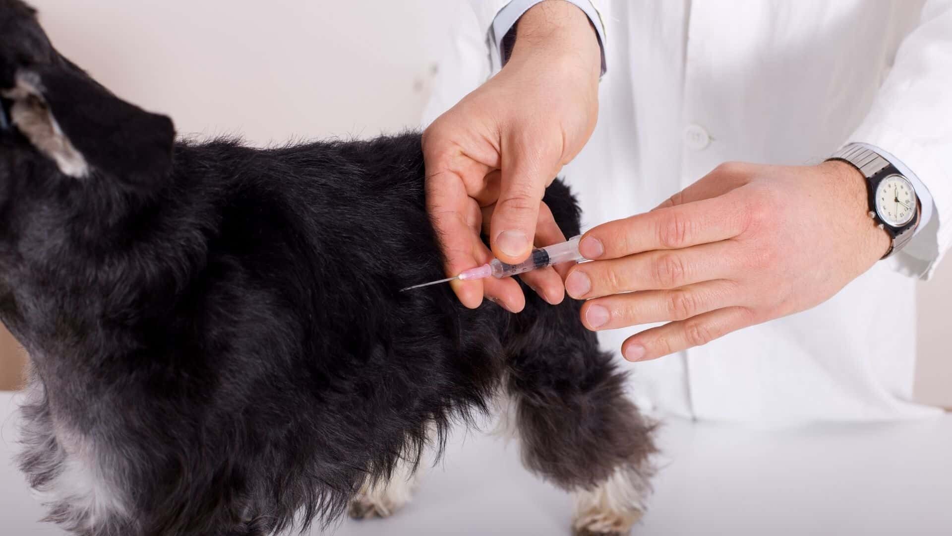 How to vaccine a dog?