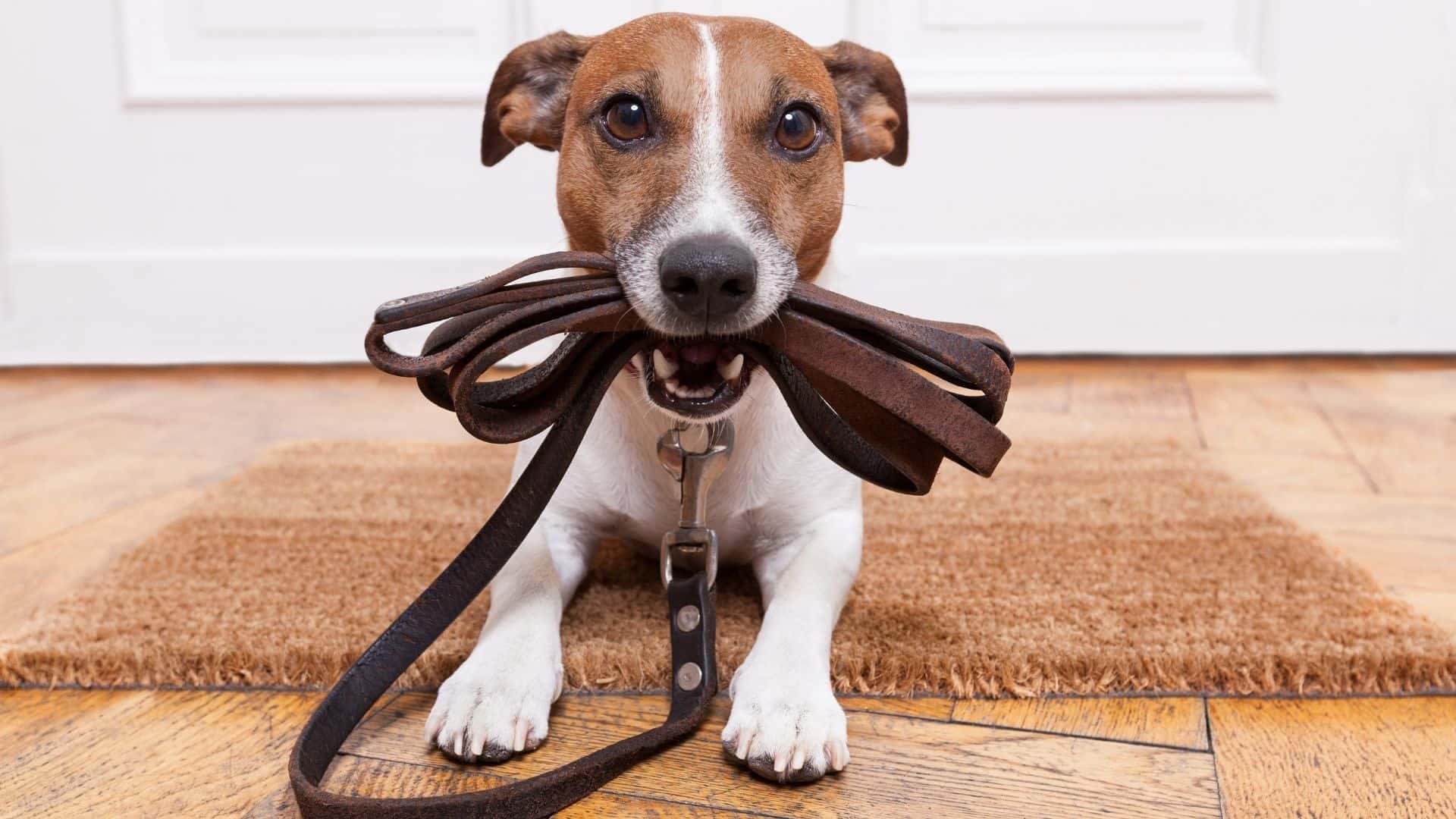 How to Train a Dog to Walk on a Leash 5 Steps Guide 2022