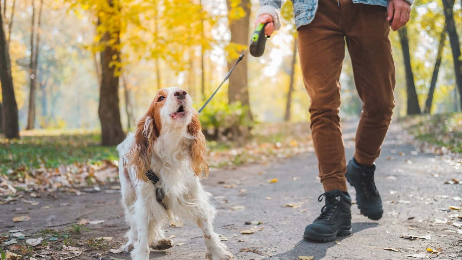 How to train a dog to be on a leash?