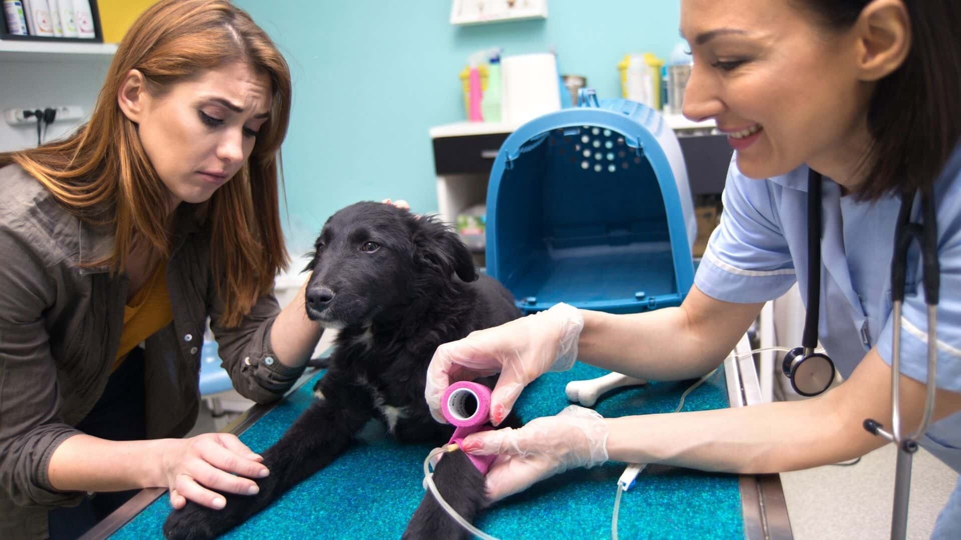 When to take your vomiting dog to vet?
