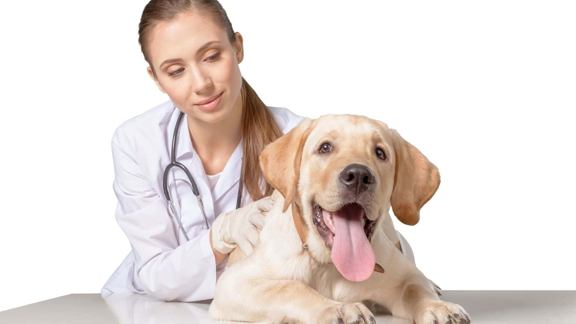 When to take your vomiting dog to vet?